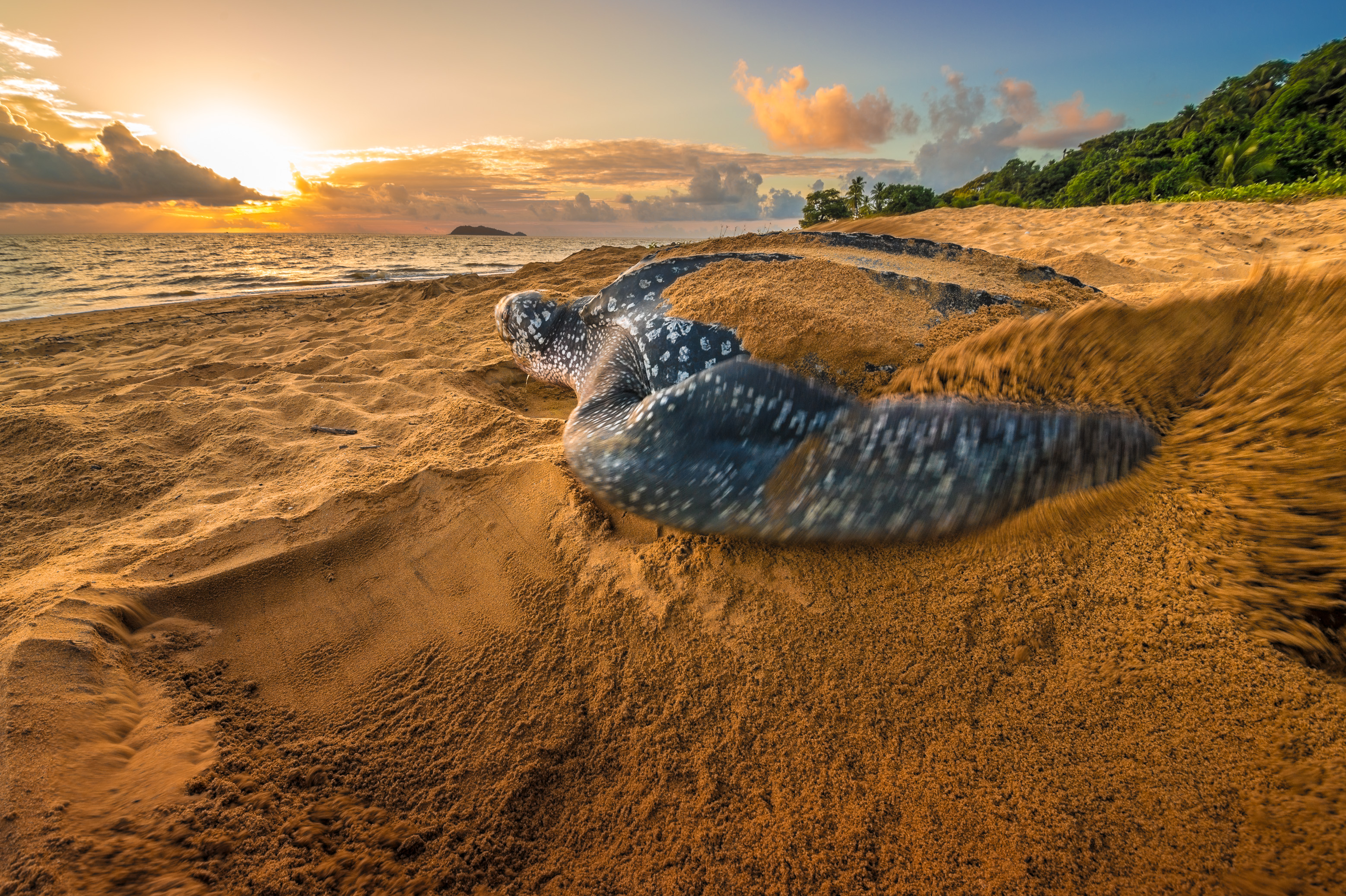 France, Amérique du Sud, Guyane, Cayenne, plage de Gosselin, ponte d'une tortue luth femelle (Dermochelys coriacea) au petit matin // France, South America, Guiana, Cayenne, Gosselin beach, female leatherback turtle (Dermochelys coriacea) nesting in the morning