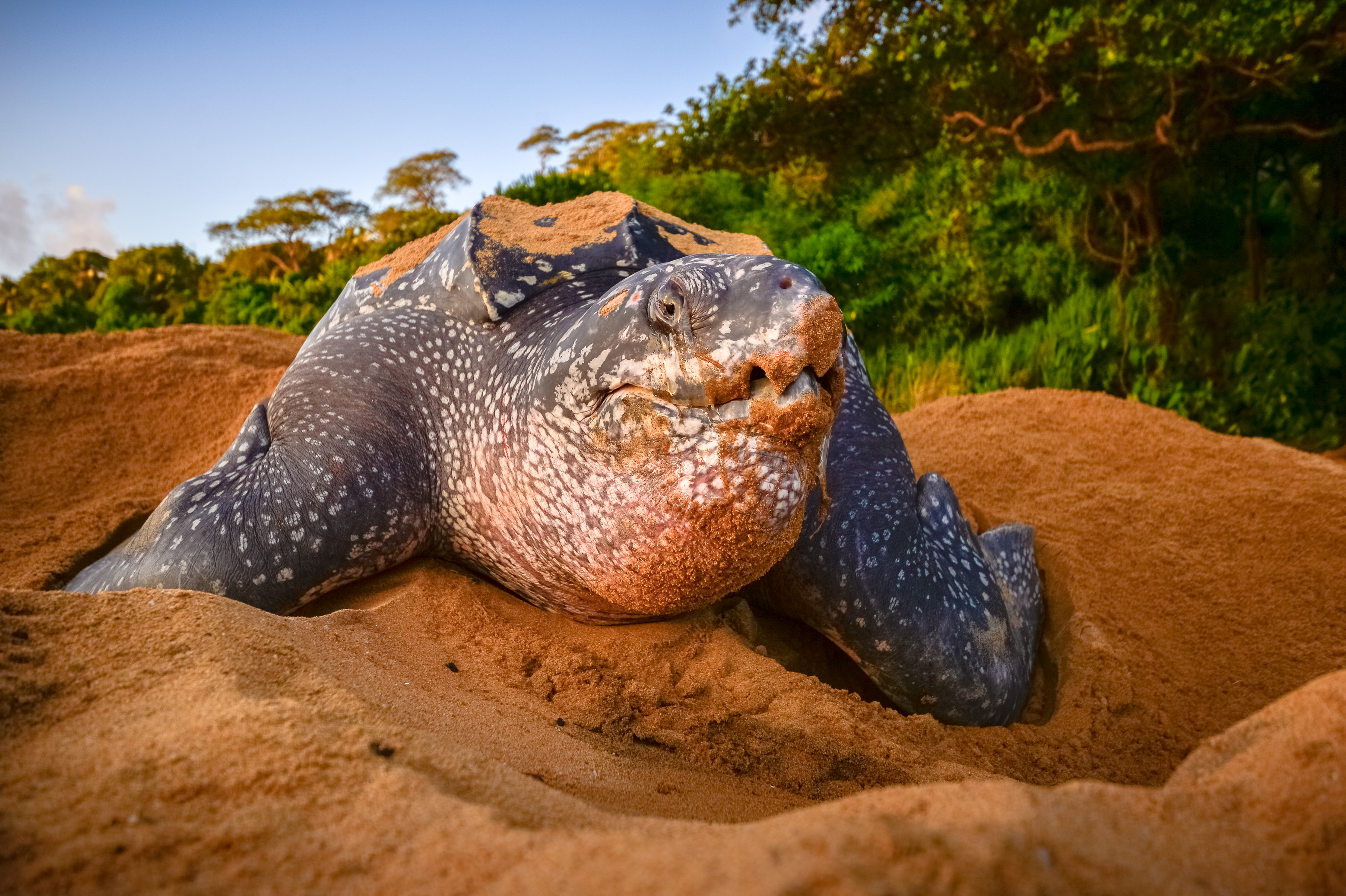 France, Amérique du Sud, Guyane, Cayenne, plage de Gosselin, ponte d'une tortue luth femelle (Dermochelys coriacea) au petit matin // France, South America, Guiana, Cayenne, Gosselin beach, female leatherback turtle (Dermochelys coriacea) nesting in the morning