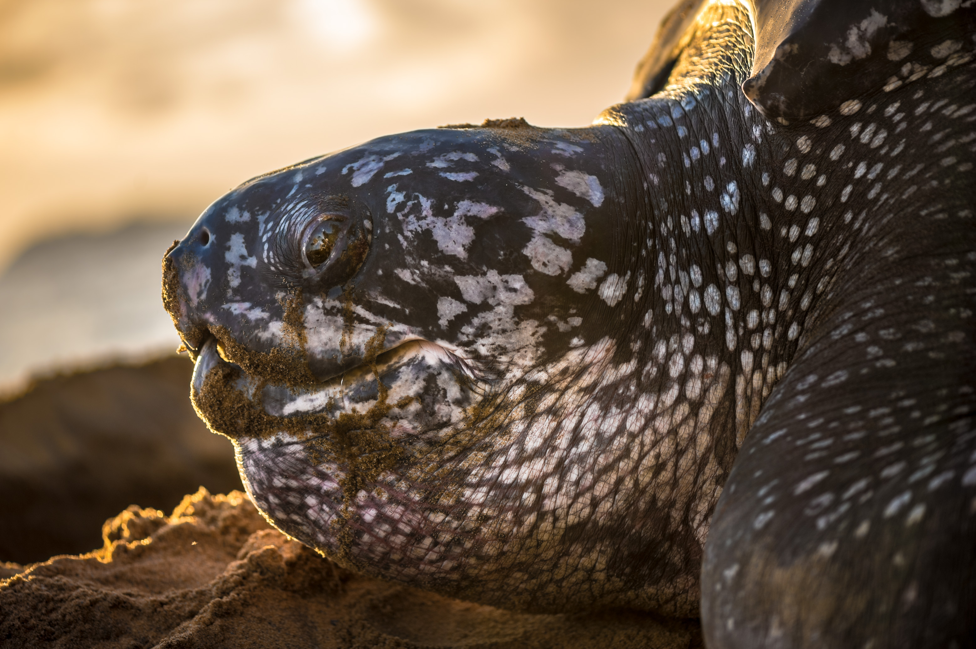 France, Amérique du Sud, Guyane, Cayenne, plage de Gosselin, ponte d'une tortue luth femelle (Dermochelys coriacea) au petit matin // France, South America, Guiana, Cayenne, Gosselin beach, female leatherback turtle (Dermochelys coriacea) nesting in the morning