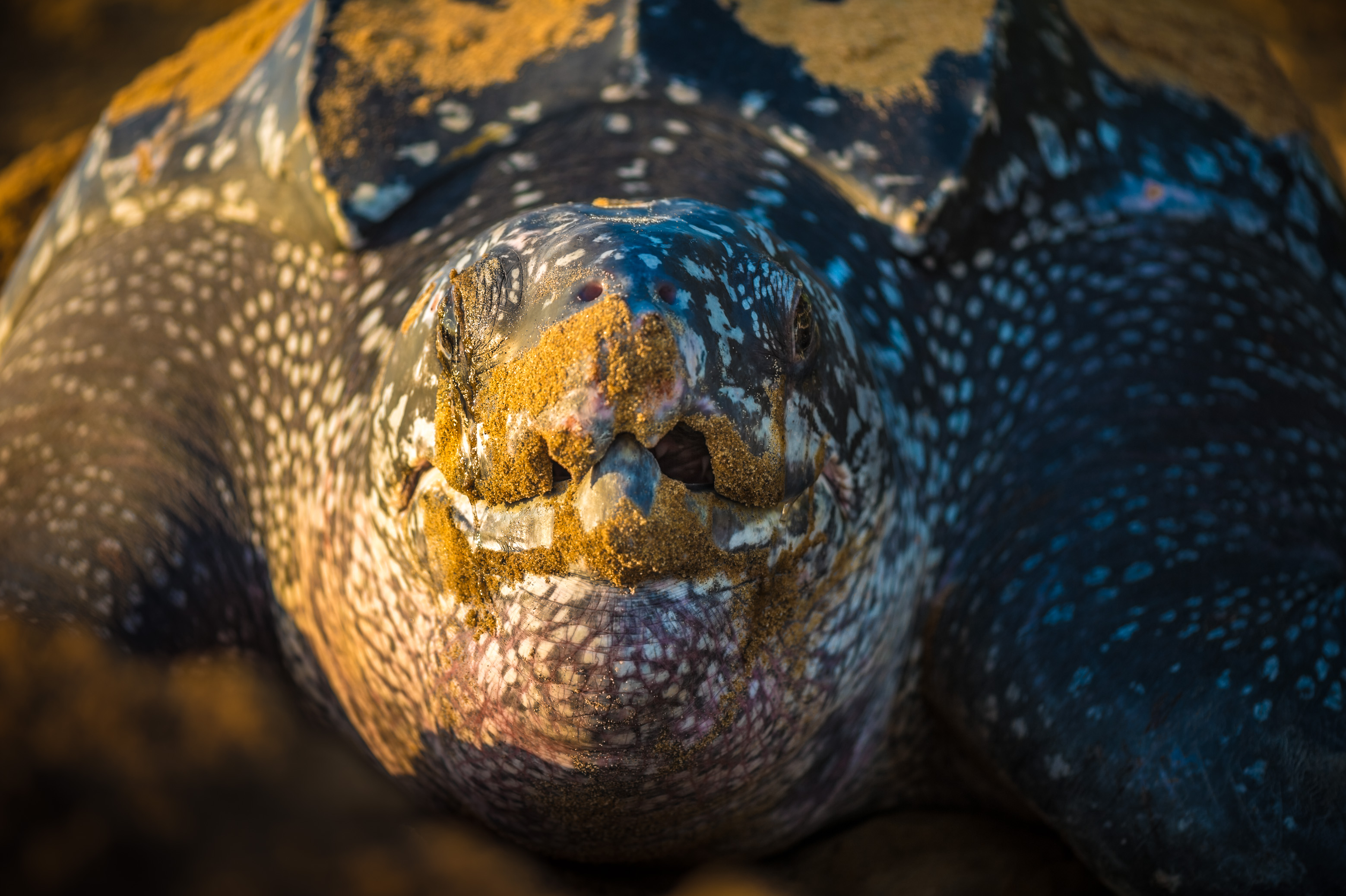 France, Amérique du Sud, Guyane, Cayenne, plage de Gosselin, ponte d'une tortue luth femelle (Dermochelys coriacea) au petit matin // France, South America, Guiana, Cayenne, Gosselin beach, female leatherback turtle (Dermochelys coriacea) nesting in the morning