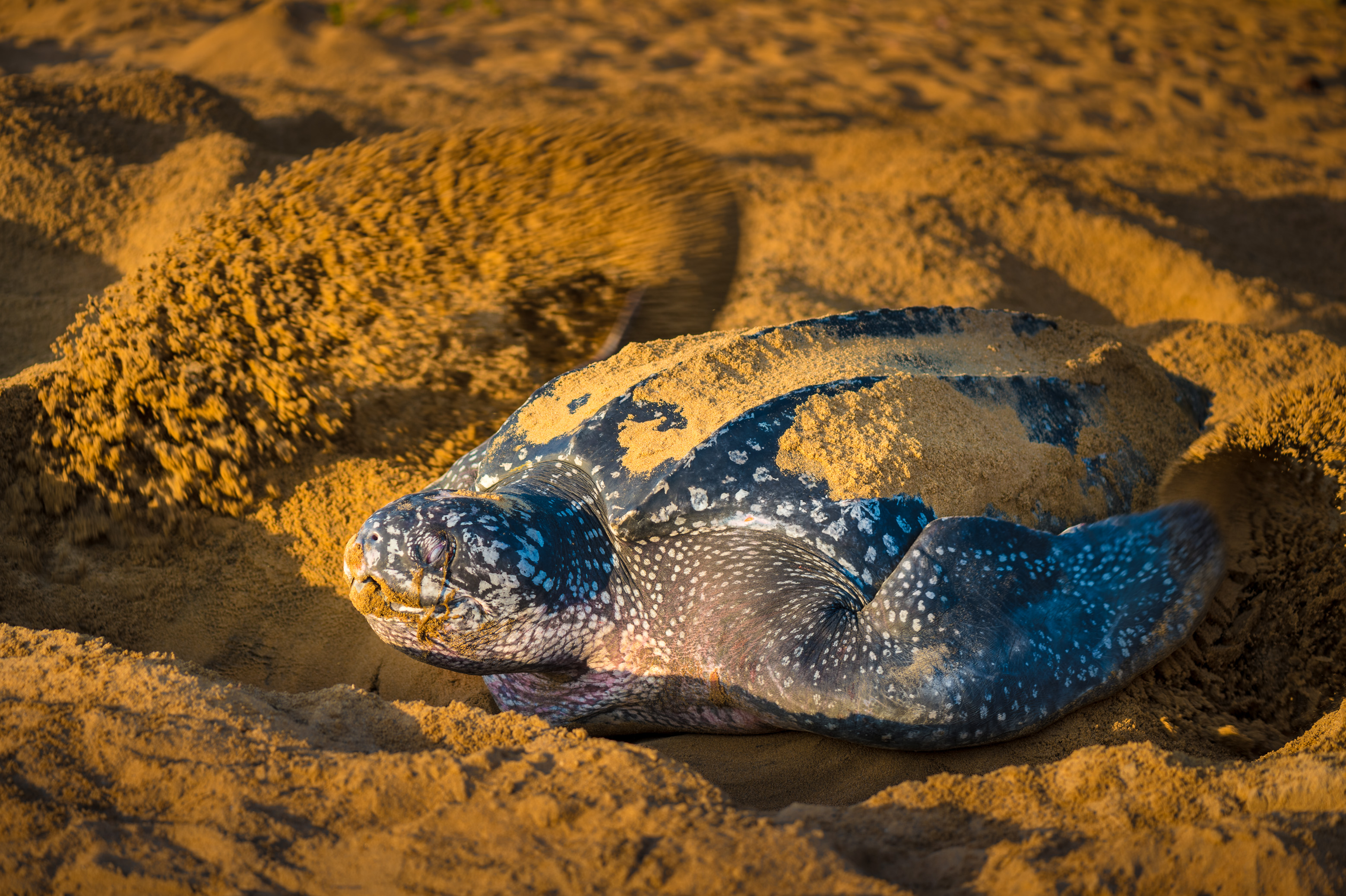 France, Amérique du Sud, Guyane, Cayenne, plage de Gosselin, ponte d'une tortue luth femelle (Dermochelys coriacea) au petit matin // France, South America, Guiana, Cayenne, Gosselin beach, female leatherback turtle (Dermochelys coriacea) nesting in the morning