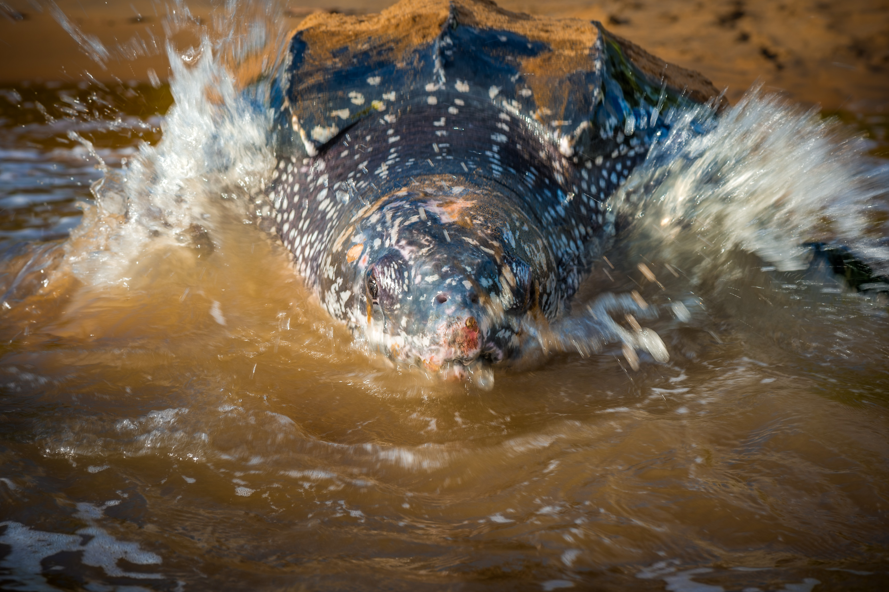 France, Amérique du Sud, Guyane, Cayenne, plage de Gosselin, retour à l'océan Atlantique d'une tortue luth femelle (Dermochelys coriacea) après la ponte au petit matin // France, South America, Guiana, Cayenne, Gosselin beach, return to the Atlantic Ocean of a female leatherback turtle (Dermochelys coriacea) after nesting in the early morning