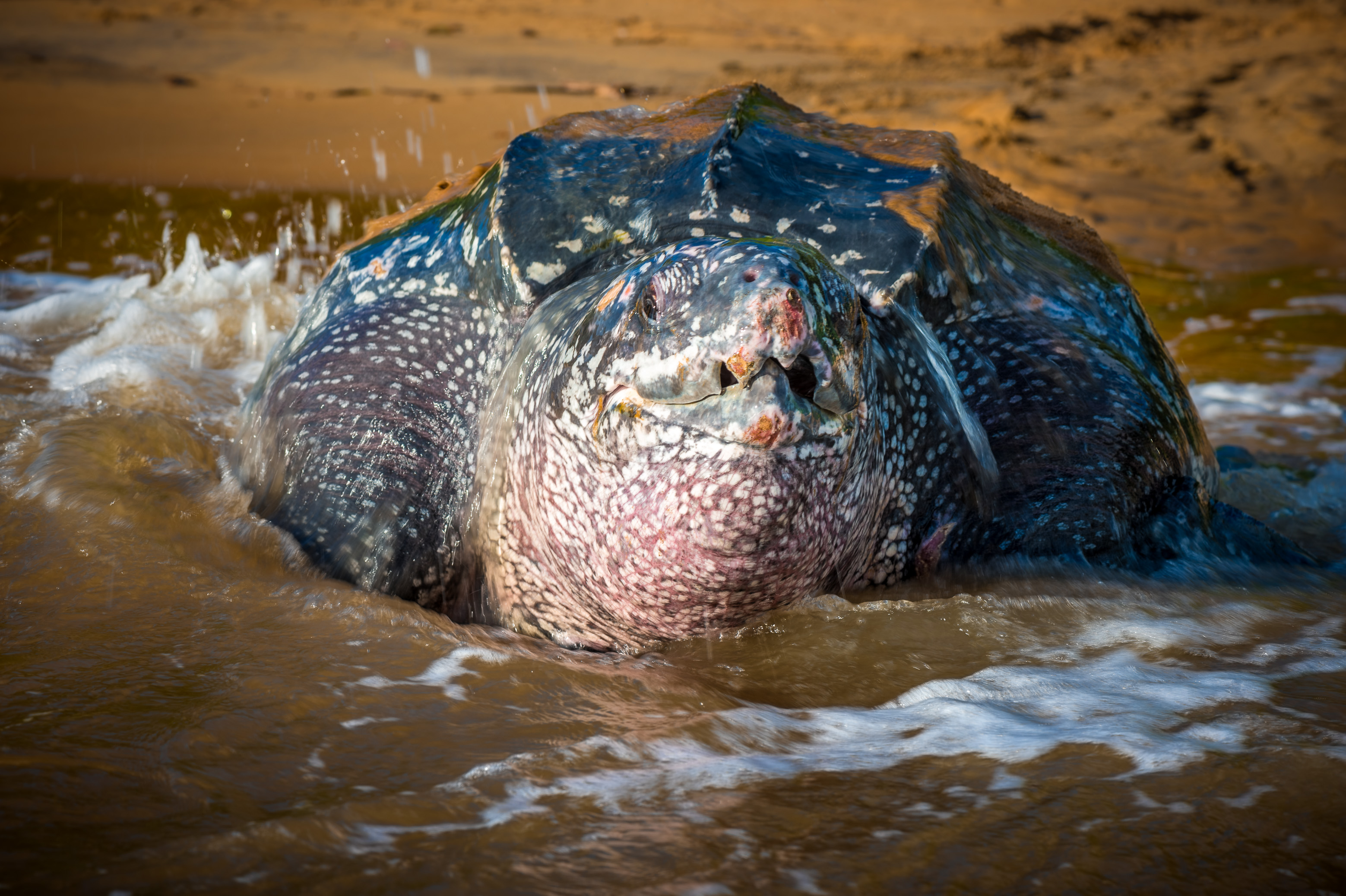 France, Amérique du Sud, Guyane, Cayenne, plage de Gosselin, retour à l'océan Atlantique d'une tortue luth femelle (Dermochelys coriacea) après la ponte au petit matin // France, South America, Guiana, Cayenne, Gosselin beach, return to the Atlantic Ocean of a female leatherback turtle (Dermochelys coriacea) after nesting in the early morning