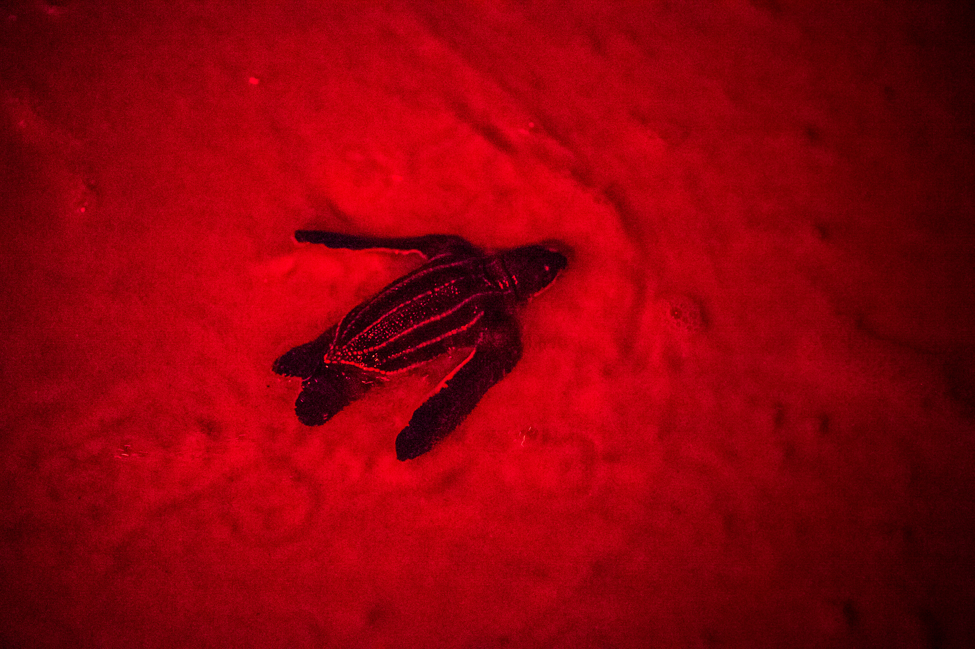 France, Amérique du Sud,  Guyane, Cayenne, plage de Remire-Montjoly, tortillon luth (Dermochelys coriacea) rejoignant l'océan Atlantique suite à une émergence nocturne du nid, l'éclairage artificiel à spectre rouge est le seul autorisé par les scientifiques pour ne pas éblouir et désorienter l'animal // France, South America, Guiana, Cayenne, Remire-Montjoly beach, baby leatherback (Dermochelys coriacea) joining the Atlantic Ocean after a night emergence from the nest, artificial lighting to red spectrum is the only authorized by scientists not to dazzle and disorient the animal