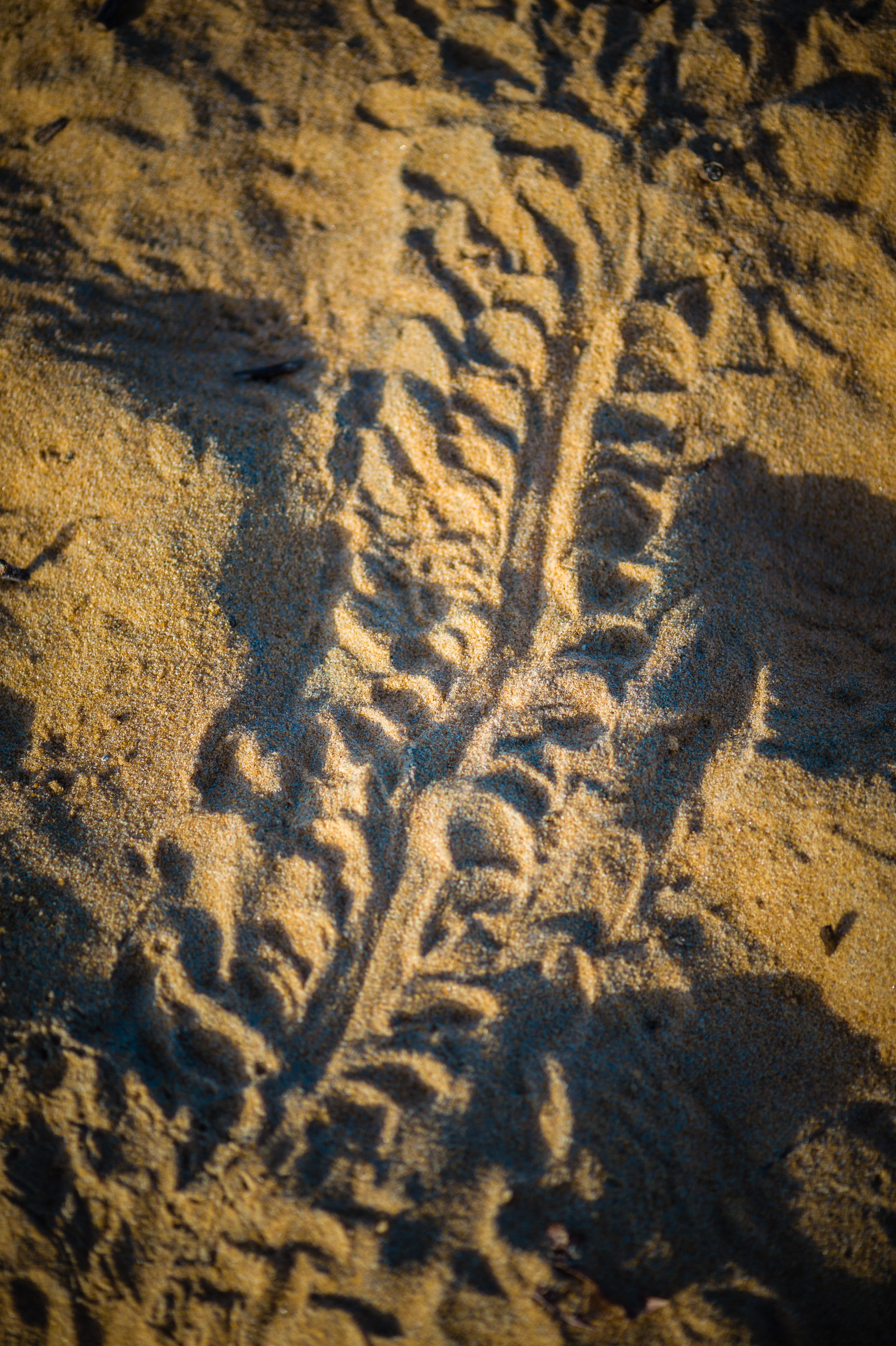 France, Amérique du Sud, Guyane, Cayenne, trace d'un tortillon luth (Dermochelys coriacea) suite à une émergence du nid au petit matin sur le sable roux de la plage de Remire-Montjoly // France, South America, Guiana, Cayenne, trace of a leatherback baby turtle (Dermochelys coriacea) following emergence from the nest in the morning on the red sand beach of Remire-Montjoly