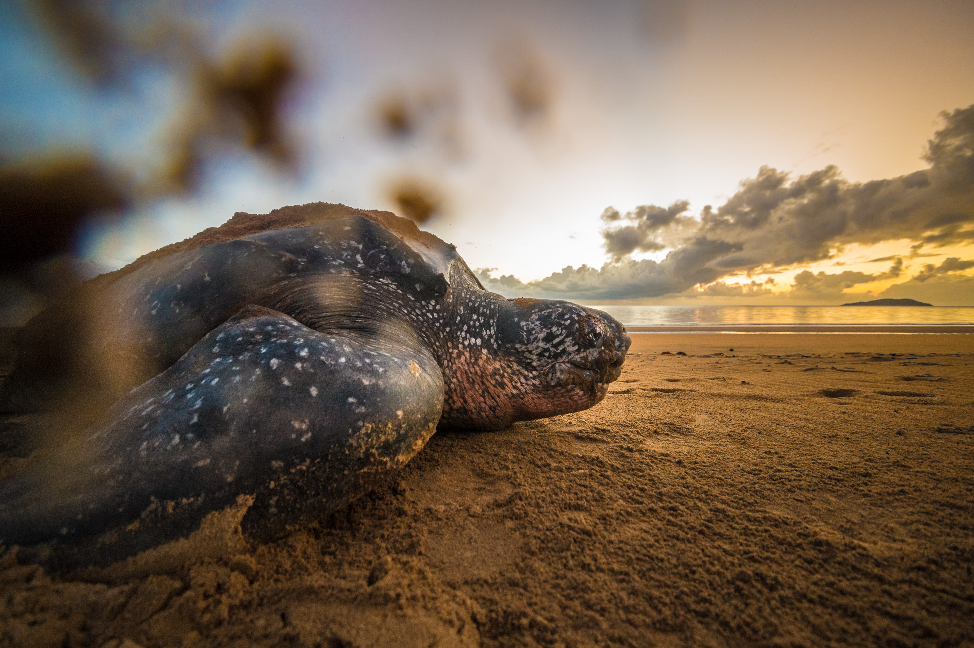 France, Amérique du Sud, Guyane, Cayenne, plage de Rémire-Montjoly, ponte d'une tortue luth femelle (Dermochelys coriacea) au petit matin // France, South America, Guiana, Cayenne, Rémire-Montjoly beach, female leatherback turtle (Dermochelys coriacea) nesting in the morning