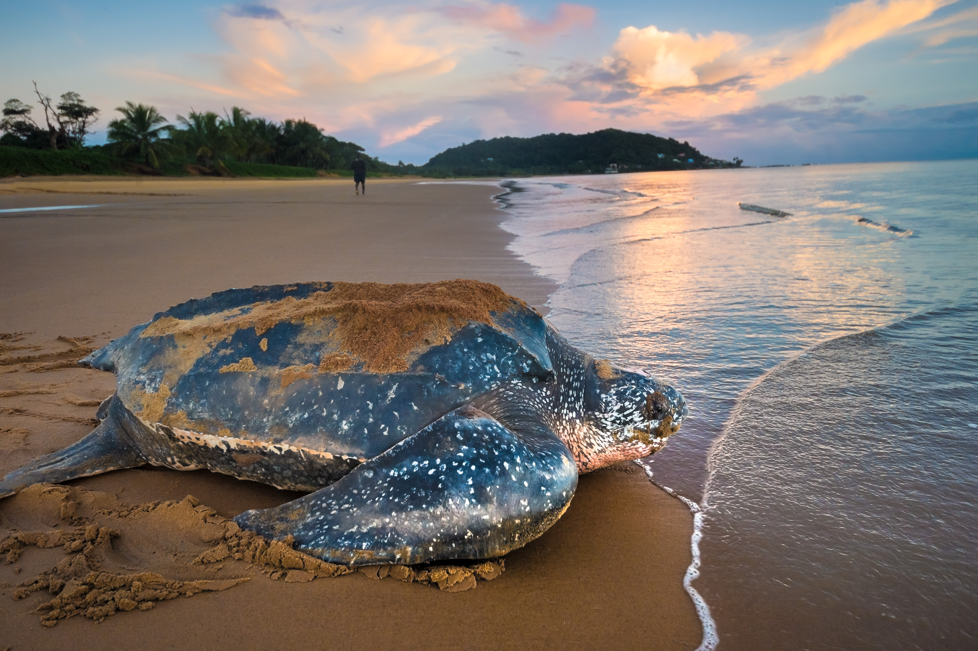 France, Amérique du Sud, Guyane, Cayenne, plage de Rémire-Montjoly, retour à l'océan Atlantique d'une tortue luth femelle (Dermochelys coriacea) après la ponte au petit matin // France, South America, Guiana, Cayenne, Rémire-Montjoly beach, return to the Atlantic Ocean of a female leatherback turtle (Dermochelys coriacea) after nesting in the early morning