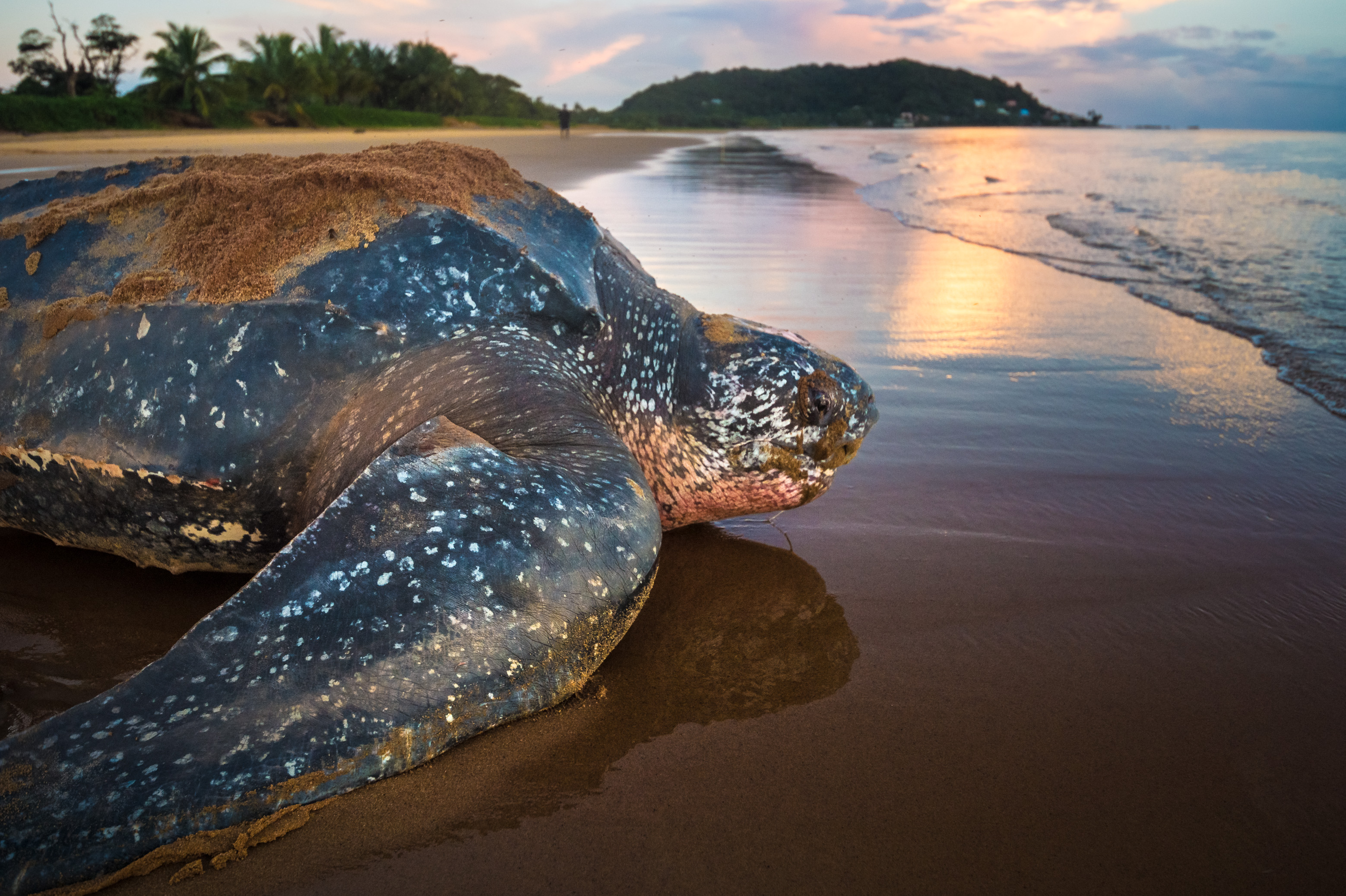 France, Amérique du Sud, Guyane, Cayenne, plage de Rémire-Montjoly, retour à l'océan Atlantique d'une tortue luth femelle (Dermochelys coriacea) après la ponte au petit matin // France, South America, Guiana, Cayenne, Rémire-Montjoly beach, return to the Atlantic Ocean of a female leatherback turtle (Dermochelys coriacea) after nesting in the early morning