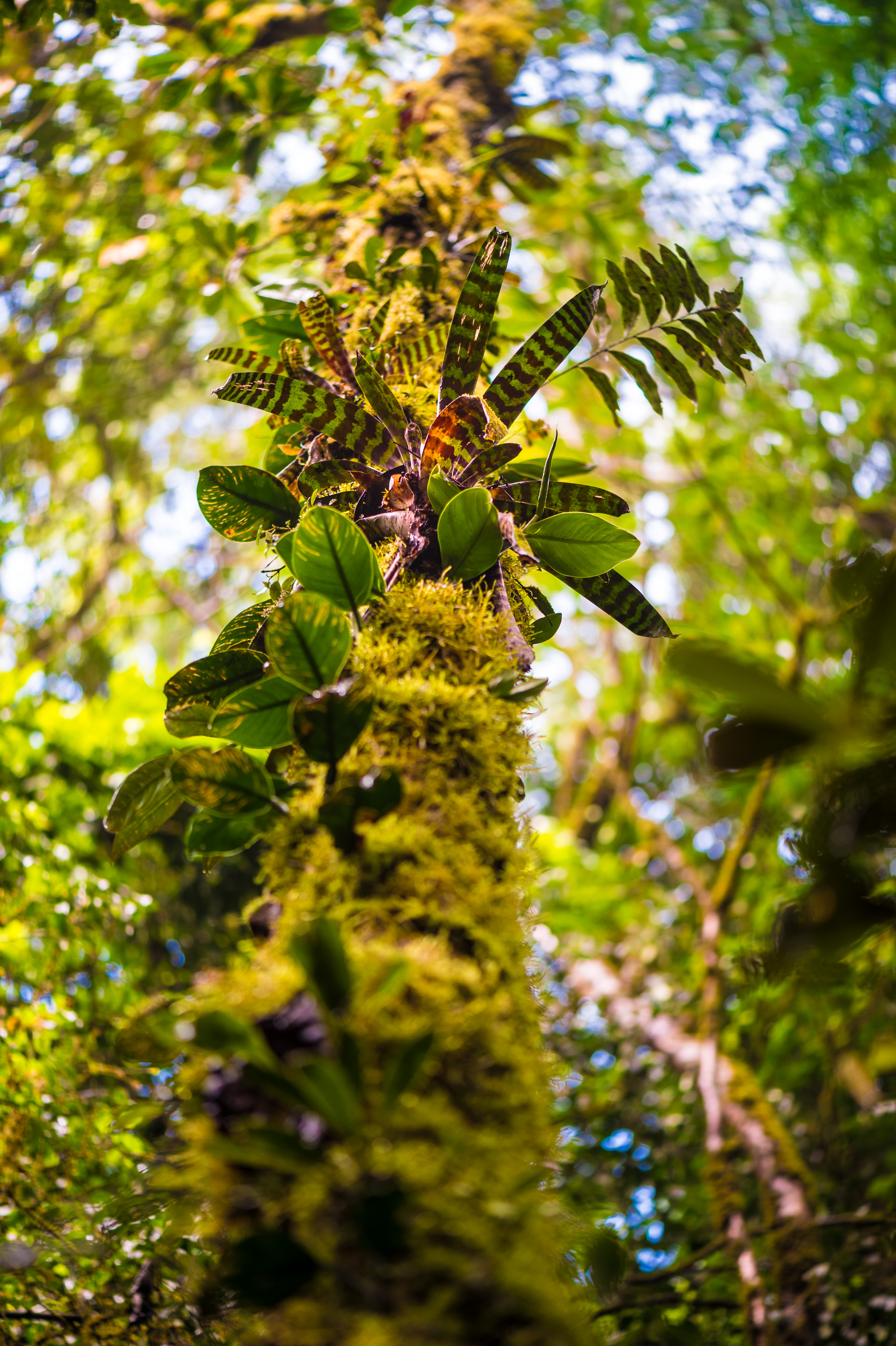 "Chercheurs dans la brume", mission scientifique d'inventaire pluridisciplinaire Itoupé II, au coeur du Parc amazonien de Guyane. Découvrez les reportages parus dans la presse magazine / Photos : Aurélien BRUSINI