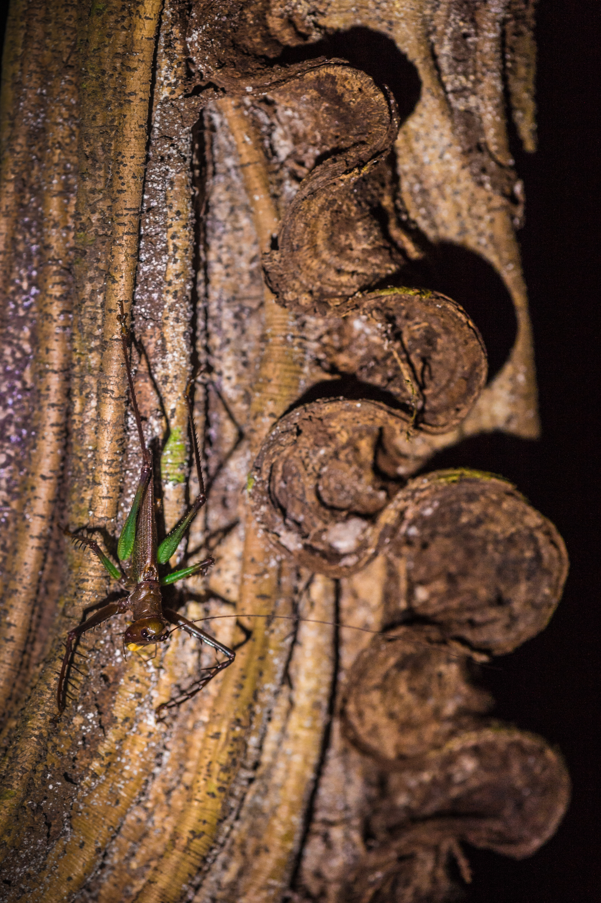 "Chercheurs dans la brume", mission scientifique d'inventaire pluridisciplinaire Itoupé II, au coeur du Parc amazonien de Guyane. Découvrez les reportages parus dans la presse magazine / Photos : Aurélien BRUSINI