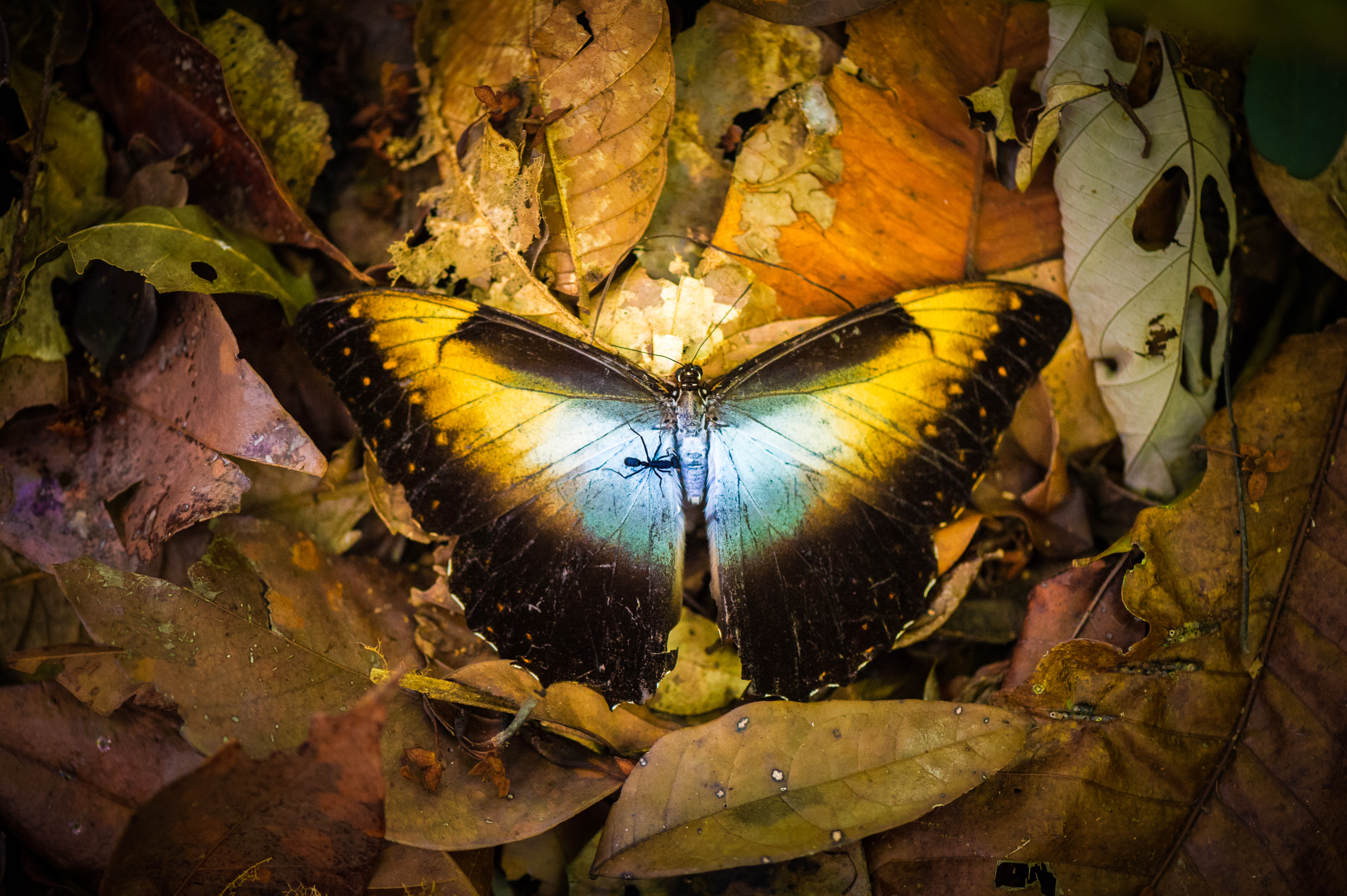 "Chercheurs dans la brume", mission scientifique d'inventaire pluridisciplinaire Itoupé II, au coeur du Parc amazonien de Guyane. Découvrez les reportages parus dans la presse magazine / Photos : Aurélien BRUSINI