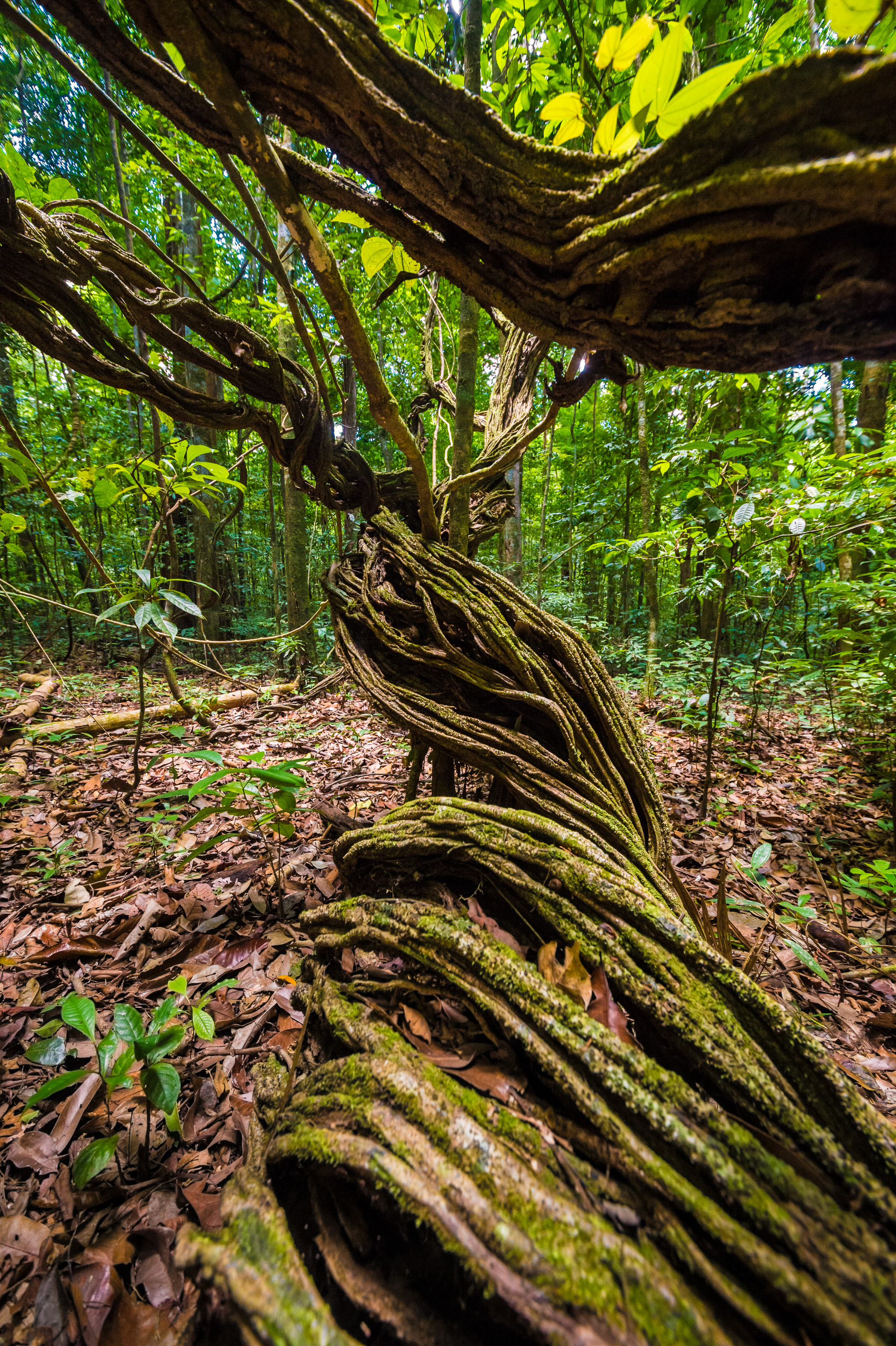 "Chercheurs dans la brume", mission scientifique d'inventaire pluridisciplinaire Itoupé II, au coeur du Parc amazonien de Guyane. Découvrez les reportages parus dans la presse magazine / Photos : Aurélien BRUSINI