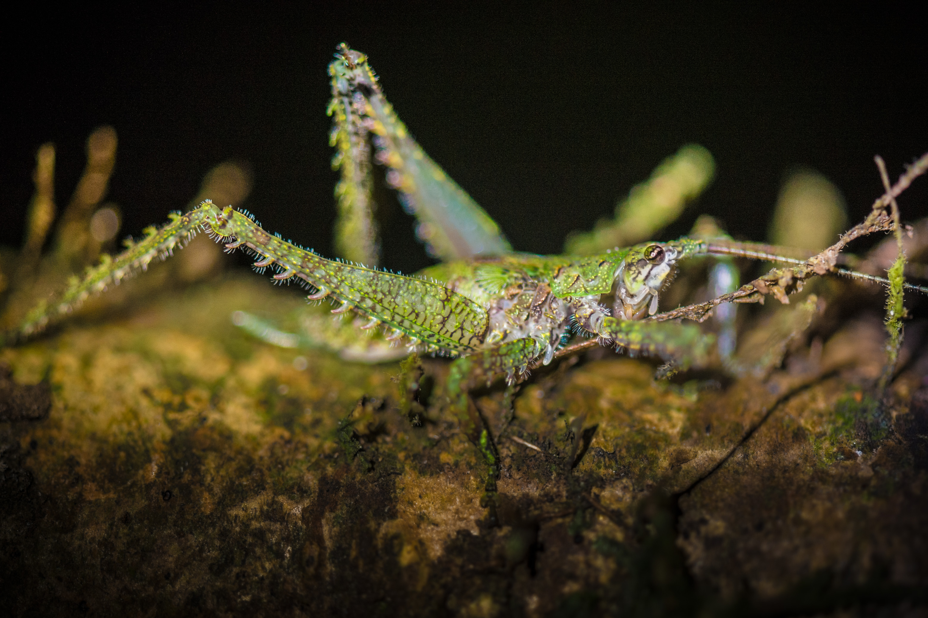 "Chercheurs dans la brume", mission scientifique d'inventaire pluridisciplinaire Itoupé II, au coeur du Parc amazonien de Guyane. Découvrez les reportages parus dans la presse magazine / Photos : Aurélien BRUSINI