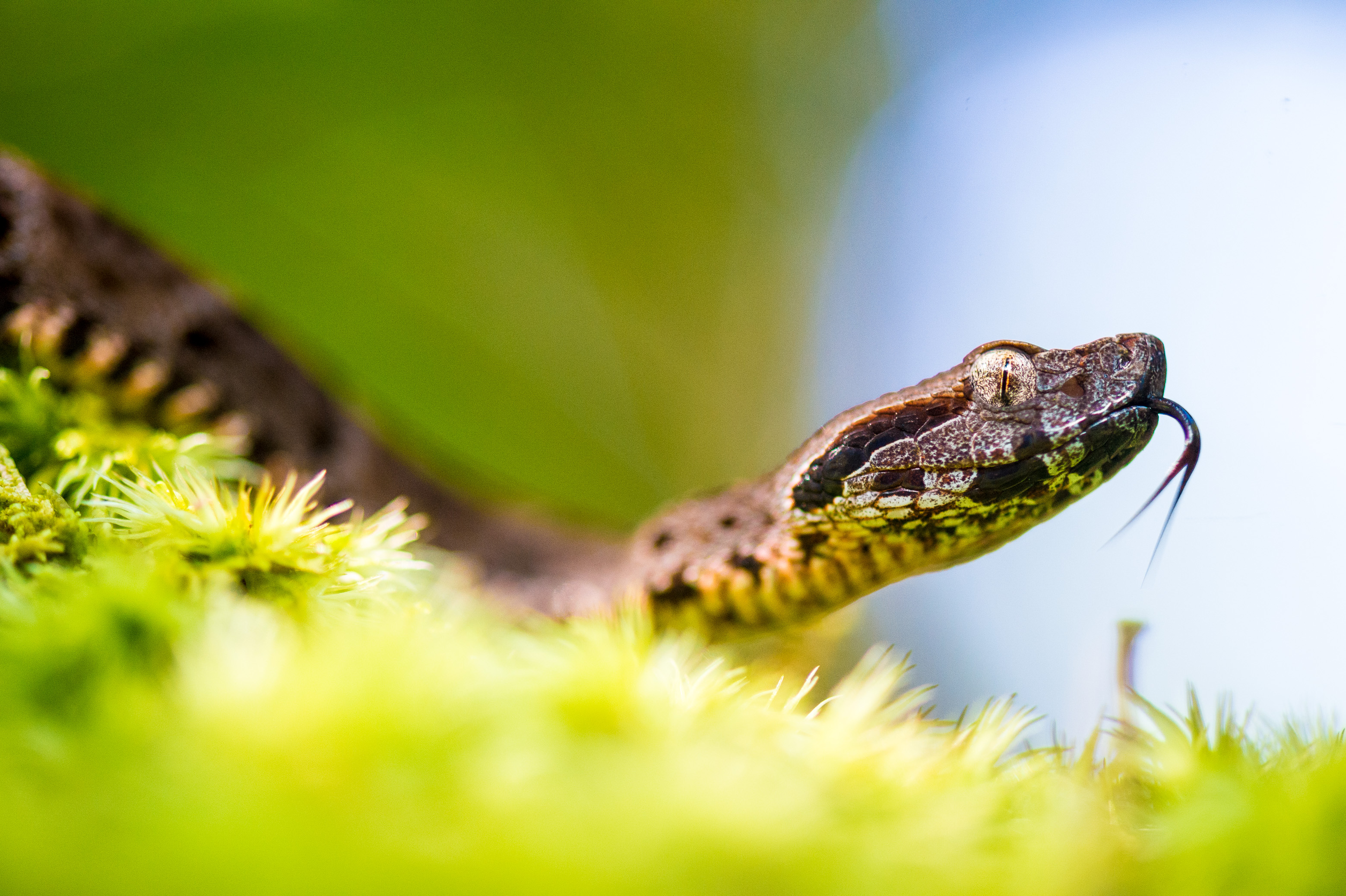 "Chercheurs dans la brume", mission scientifique d'inventaire pluridisciplinaire Itoupé II, au coeur du Parc amazonien de Guyane. Découvrez les reportages parus dans la presse magazine / Photos : Aurélien BRUSINI