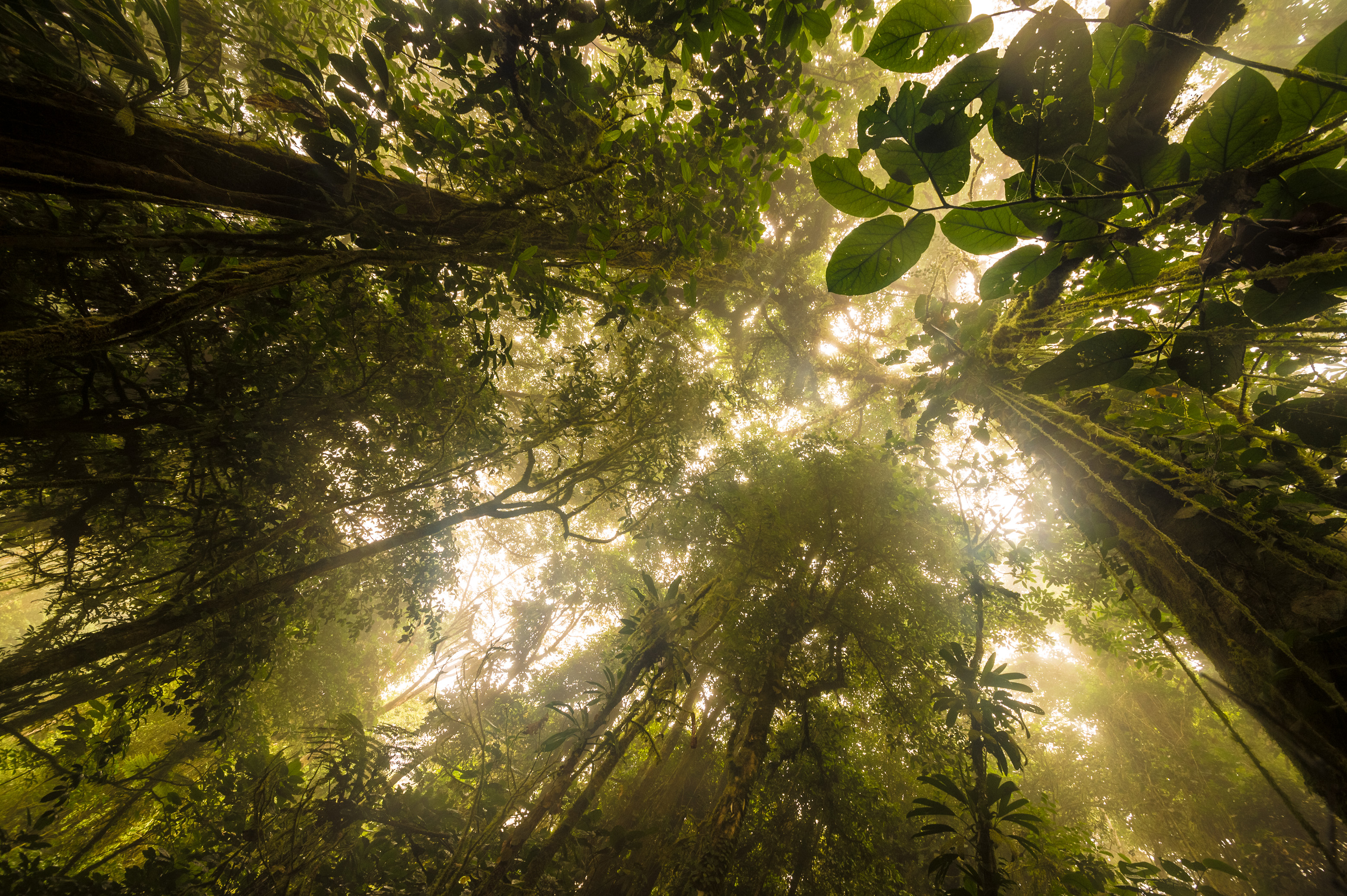 "Chercheurs dans la brume", mission scientifique d'inventaire pluridisciplinaire Itoupé II, au coeur du Parc amazonien de Guyane. Découvrez les reportages parus dans la presse magazine / Photos : Aurélien BRUSINI