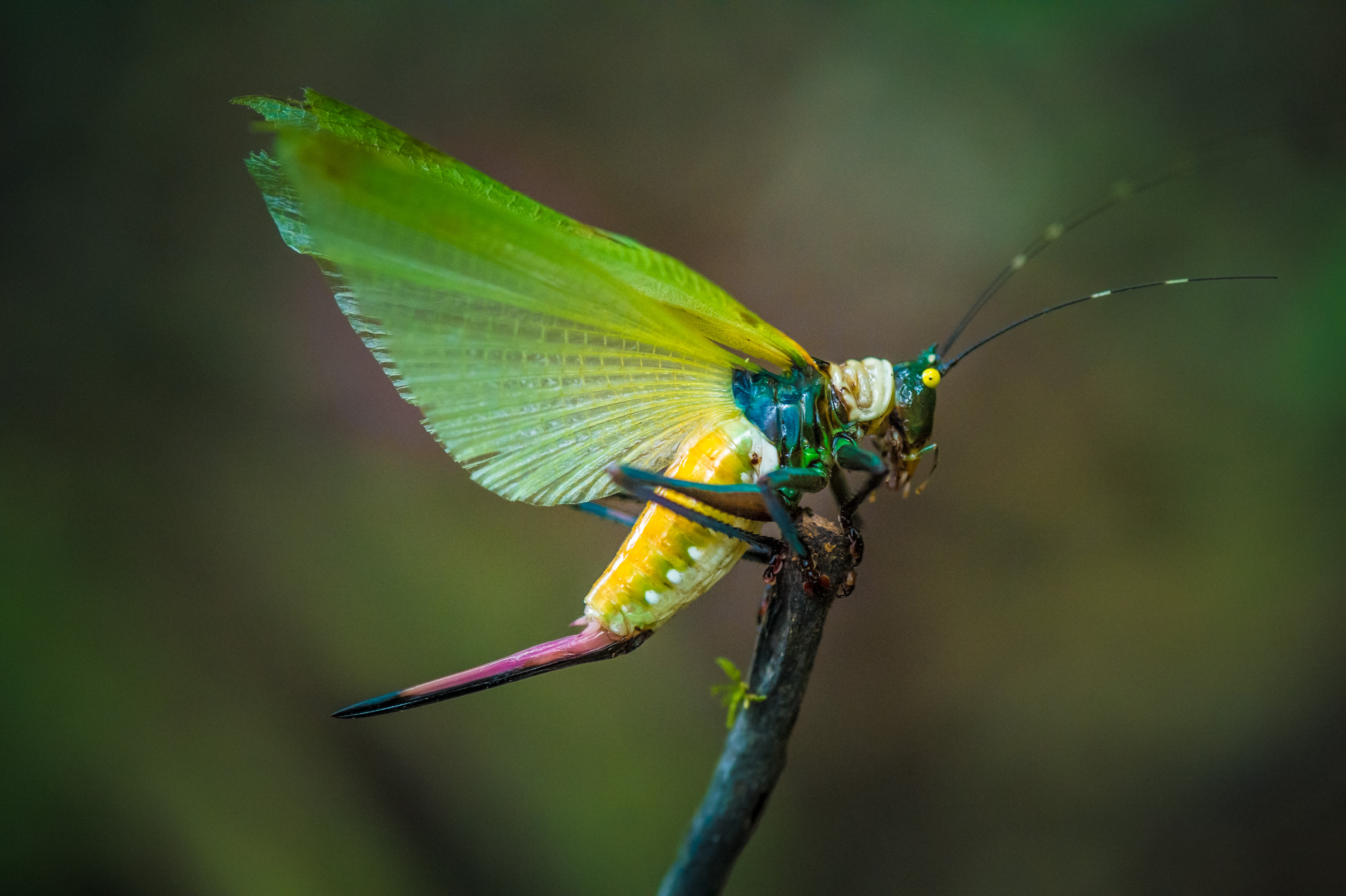 "Chercheurs dans la brume", mission scientifique d'inventaire pluridisciplinaire Itoupé II, au coeur du Parc amazonien de Guyane. Découvrez les reportages parus dans la presse magazine / Photos : Aurélien BRUSINI
