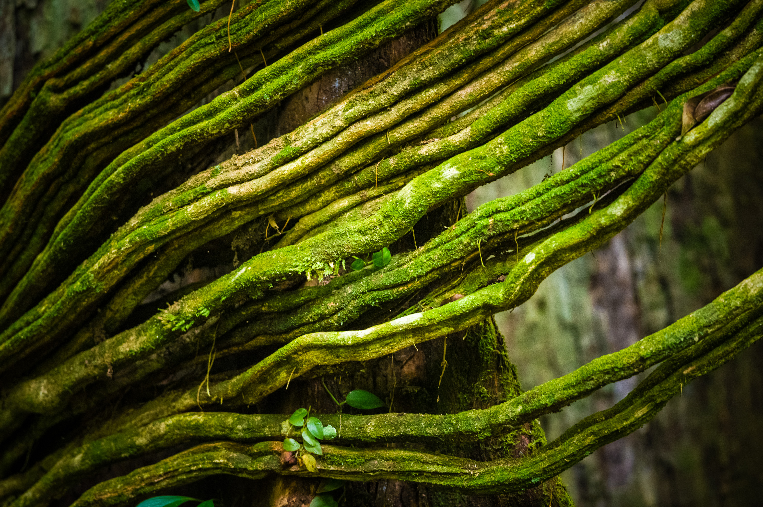 "Chercheurs dans la brume", mission scientifique d'inventaire pluridisciplinaire Itoupé II, au coeur du Parc amazonien de Guyane. Découvrez les reportages parus dans la presse magazine / Photos : Aurélien BRUSINI