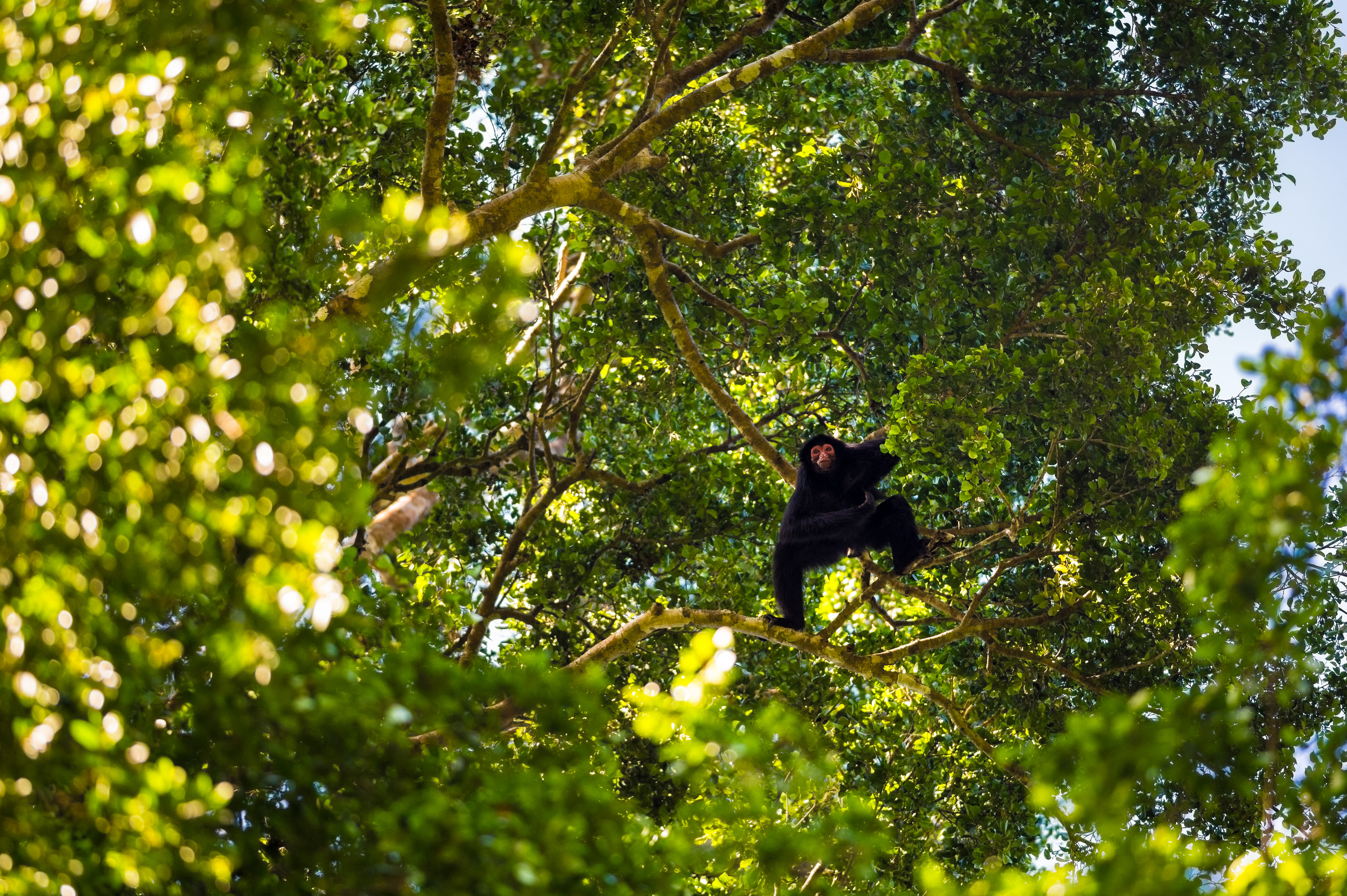 "Chercheurs dans la brume", mission scientifique d'inventaire pluridisciplinaire Itoupé II, au coeur du Parc amazonien de Guyane. Découvrez les reportages parus dans la presse magazine / Photos : Aurélien BRUSINI