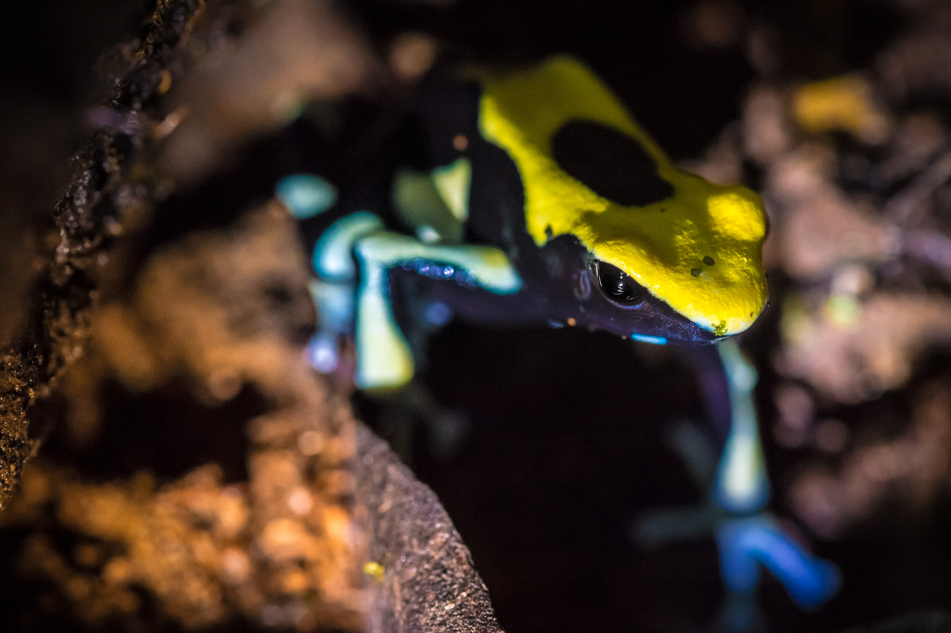 "Chercheurs dans la brume", mission scientifique d'inventaire pluridisciplinaire Itoupé II, au coeur du Parc amazonien de Guyane. Découvrez les reportages parus dans la presse magazine / Photos : Aurélien BRUSINI