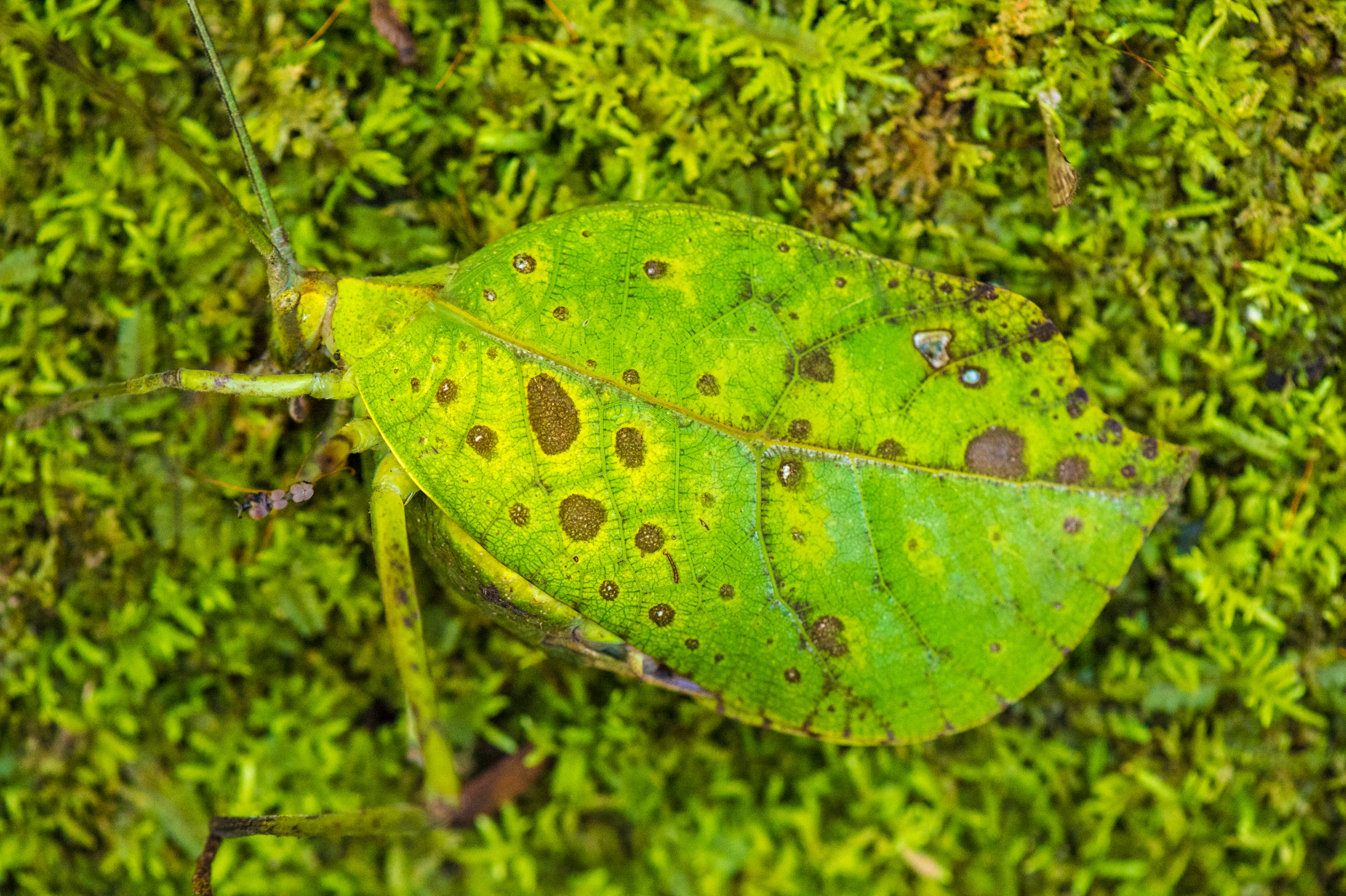 "Chercheurs dans la brume", mission scientifique d'inventaire pluridisciplinaire Itoupé II, au coeur du Parc amazonien de Guyane. Découvrez les reportages parus dans la presse magazine / Photos : Aurélien BRUSINI