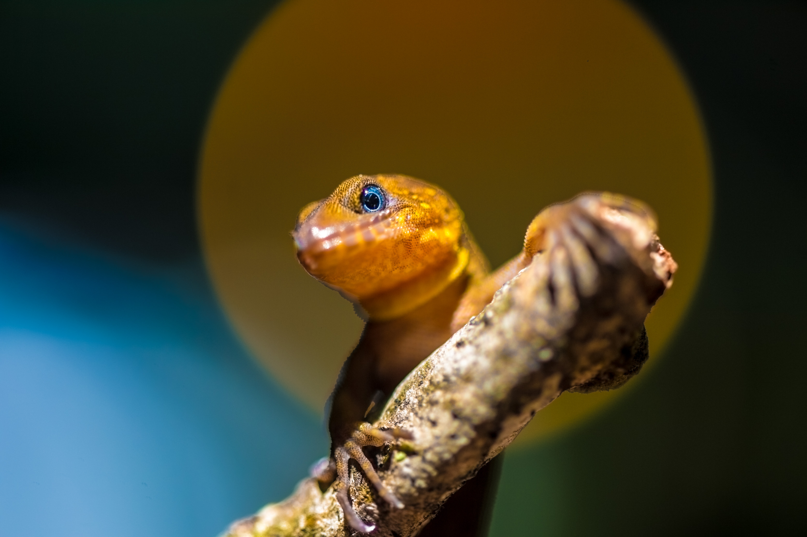 "Chercheurs dans la brume", mission scientifique d'inventaire pluridisciplinaire Itoupé II, au coeur du Parc amazonien de Guyane. Découvrez les reportages parus dans la presse magazine / Photos : Aurélien BRUSINI