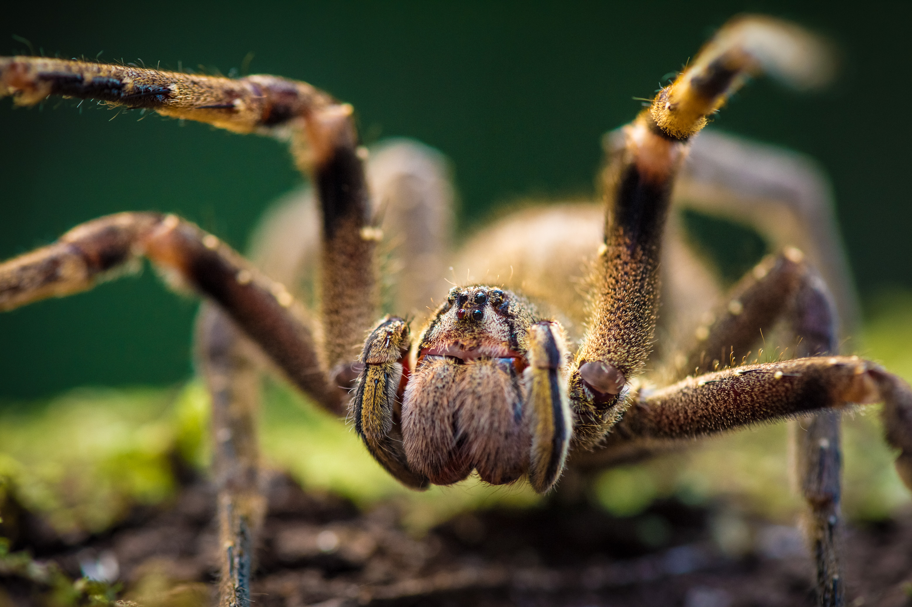 "Chercheurs dans la brume", mission scientifique d'inventaire pluridisciplinaire Itoupé II, au coeur du Parc amazonien de Guyane. Découvrez les reportages parus dans la presse magazine / Photos : Aurélien BRUSINI