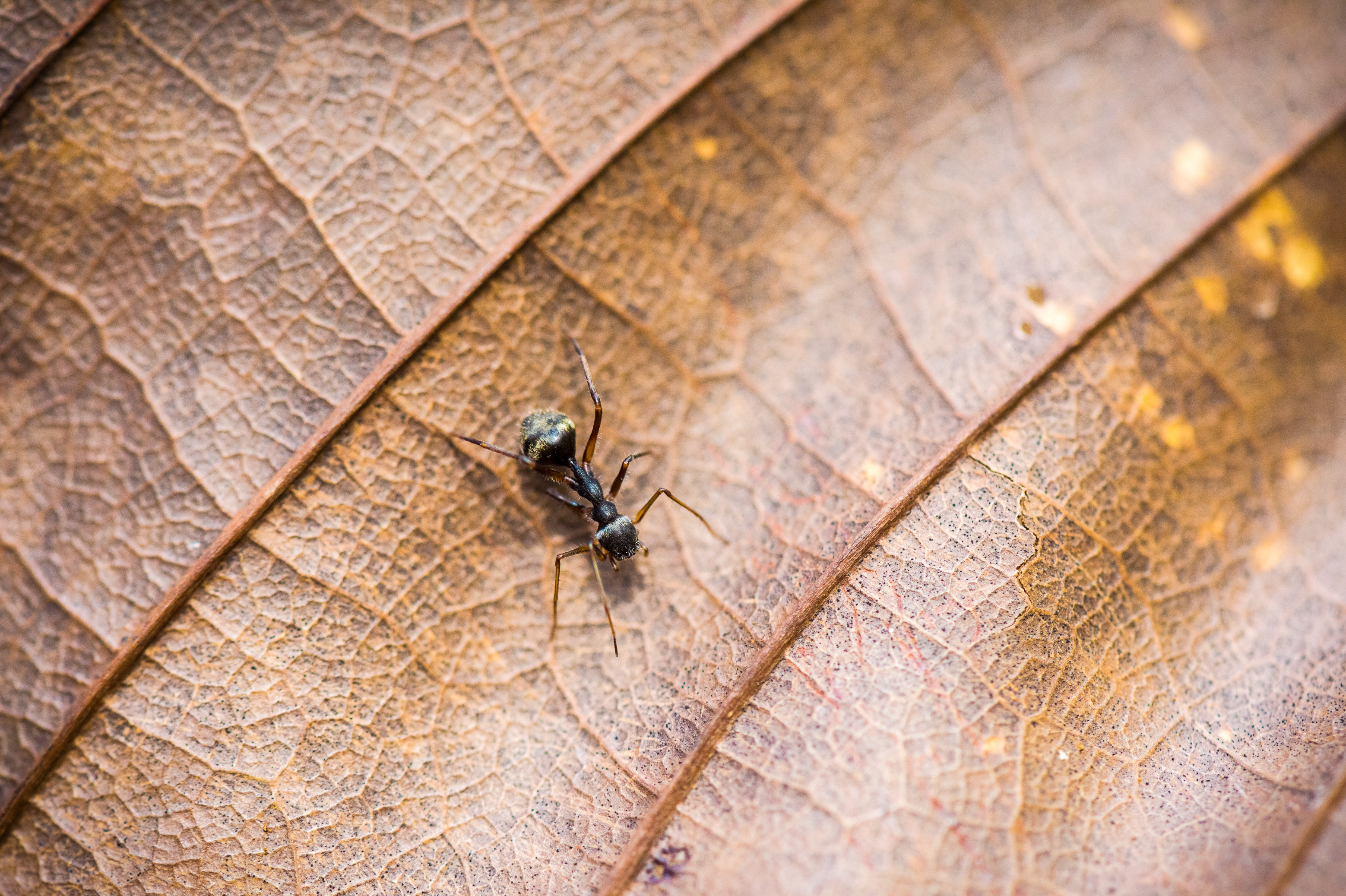"Chercheurs dans la brume", mission scientifique d'inventaire pluridisciplinaire Itoupé II, au coeur du Parc amazonien de Guyane. Découvrez les reportages parus dans la presse magazine / Photos : Aurélien BRUSINI