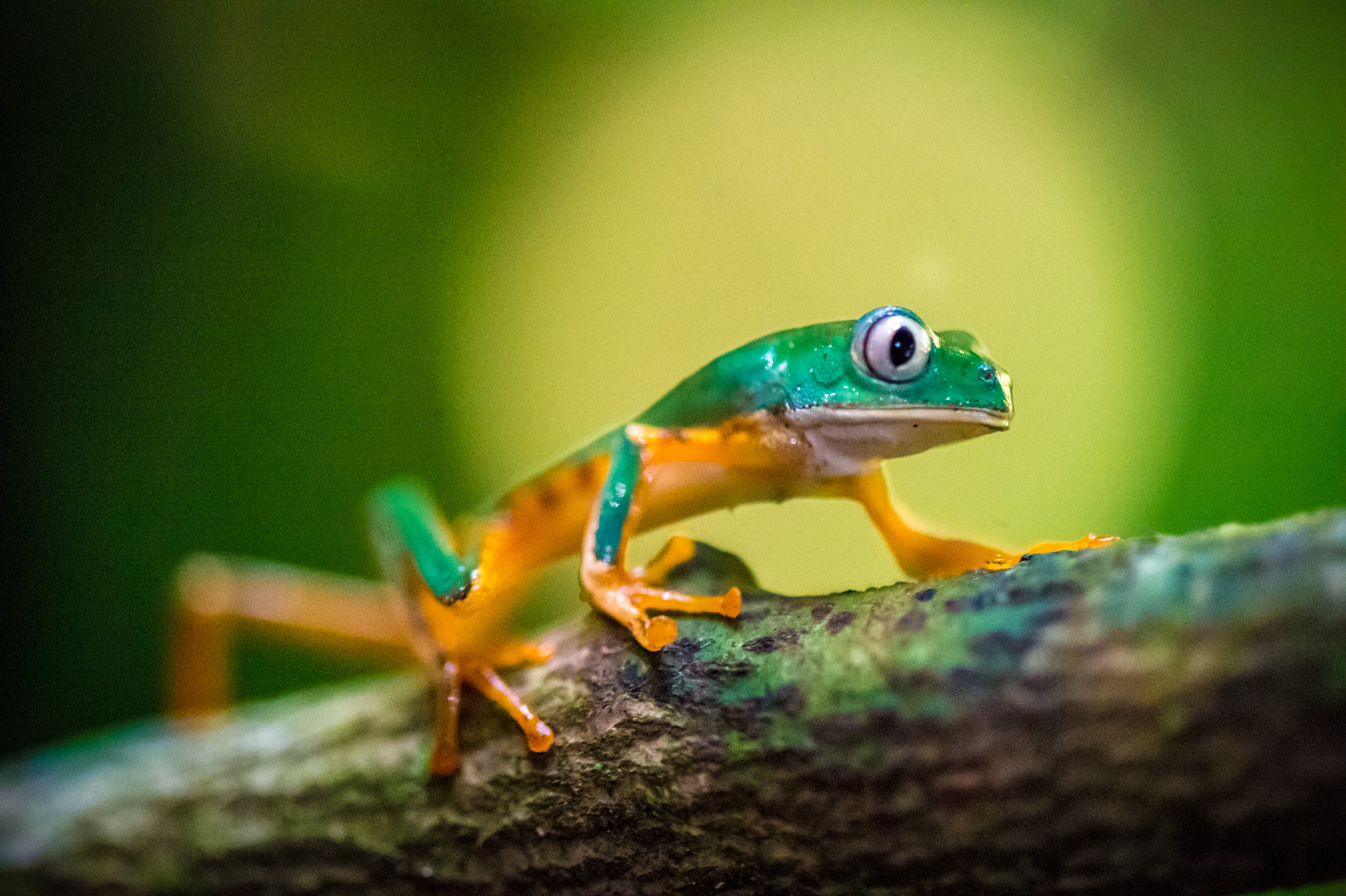 "Chercheurs dans la brume", mission scientifique d'inventaire pluridisciplinaire Itoupé II, au coeur du Parc amazonien de Guyane. Découvrez les reportages parus dans la presse magazine / Photos : Aurélien BRUSINI