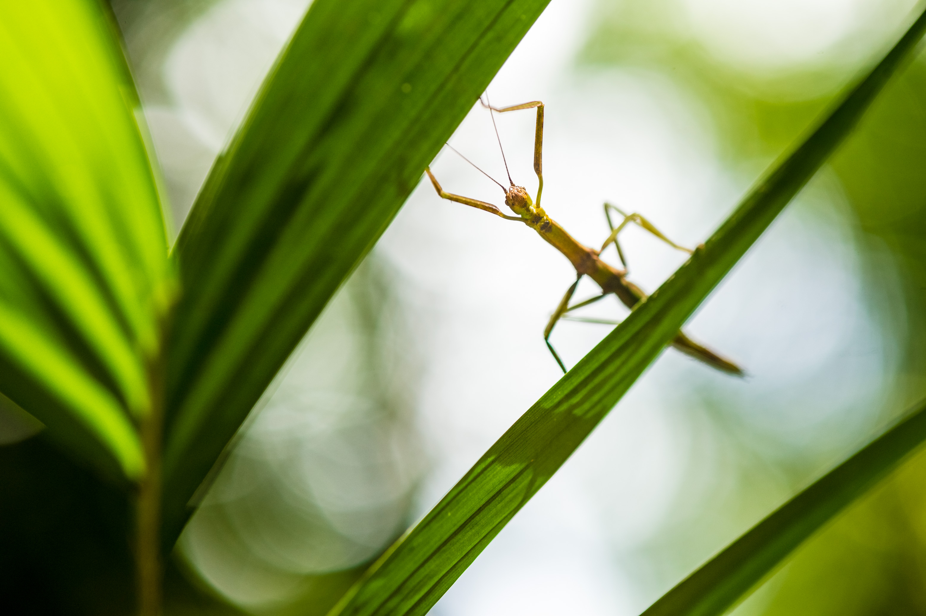 "Chercheurs dans la brume", mission scientifique d'inventaire pluridisciplinaire Itoupé II, au coeur du Parc amazonien de Guyane. Découvrez les reportages parus dans la presse magazine / Photos : Aurélien BRUSINI