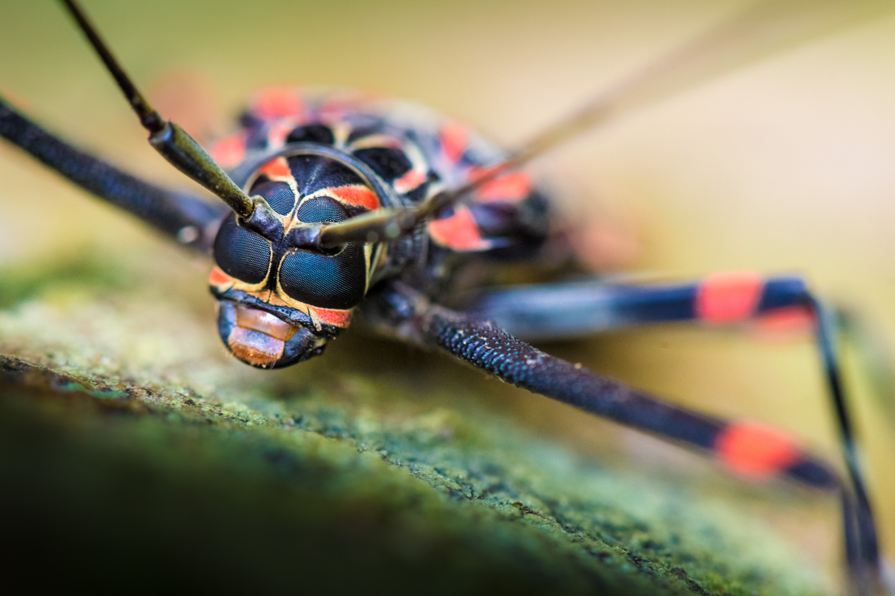 "Chercheurs dans la brume", mission scientifique d'inventaire pluridisciplinaire Itoupé II, au coeur du Parc amazonien de Guyane. Découvrez les reportages parus dans la presse magazine / Photos : Aurélien BRUSINI