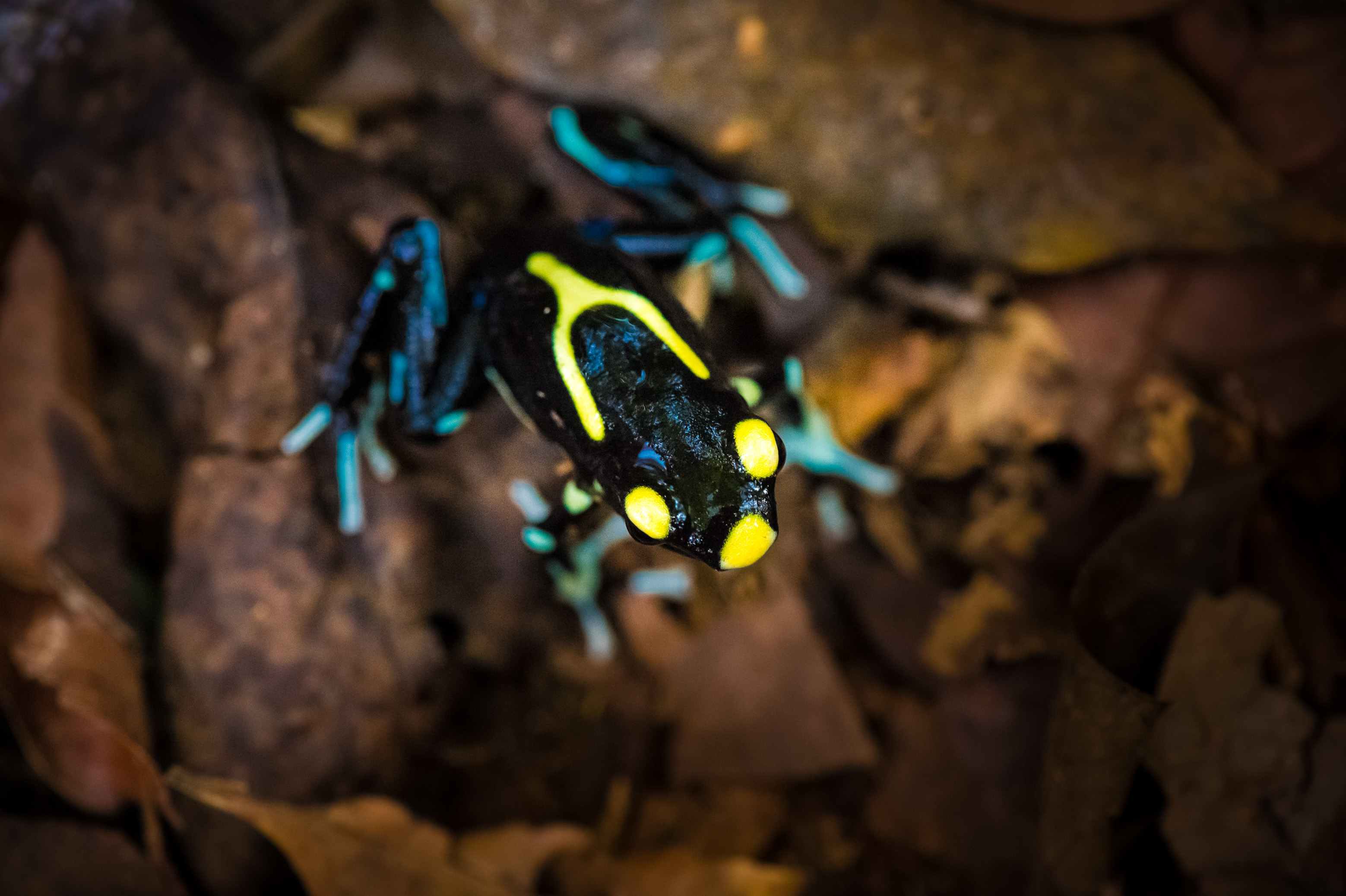 "Chercheurs dans la brume", mission scientifique d'inventaire pluridisciplinaire Itoupé II, au coeur du Parc amazonien de Guyane. Découvrez les reportages parus dans la presse magazine / Photos : Aurélien BRUSINI