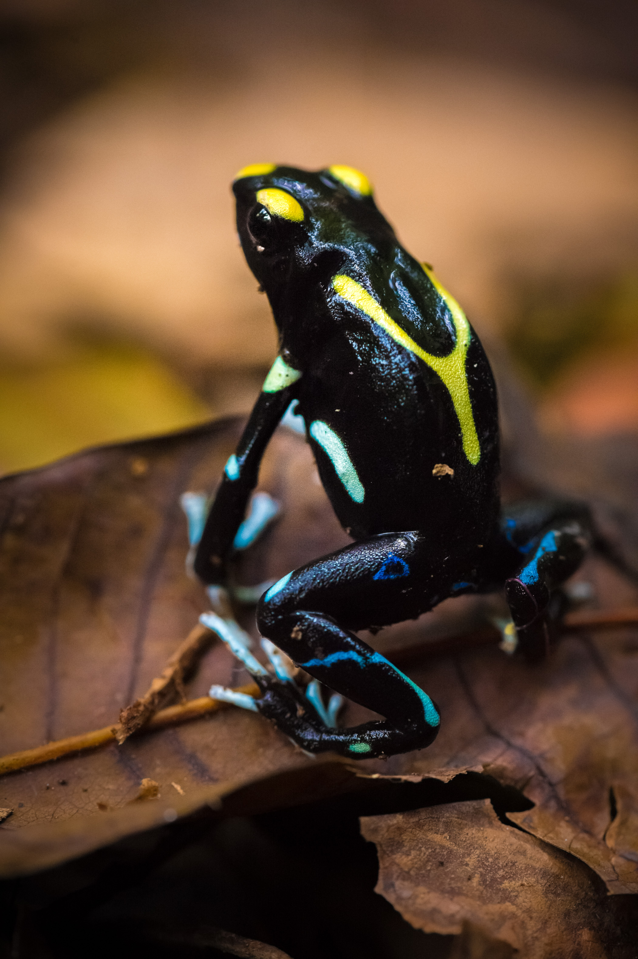 "Chercheurs dans la brume", mission scientifique d'inventaire pluridisciplinaire Itoupé II, au coeur du Parc amazonien de Guyane. Découvrez les reportages parus dans la presse magazine / Photos : Aurélien BRUSINI