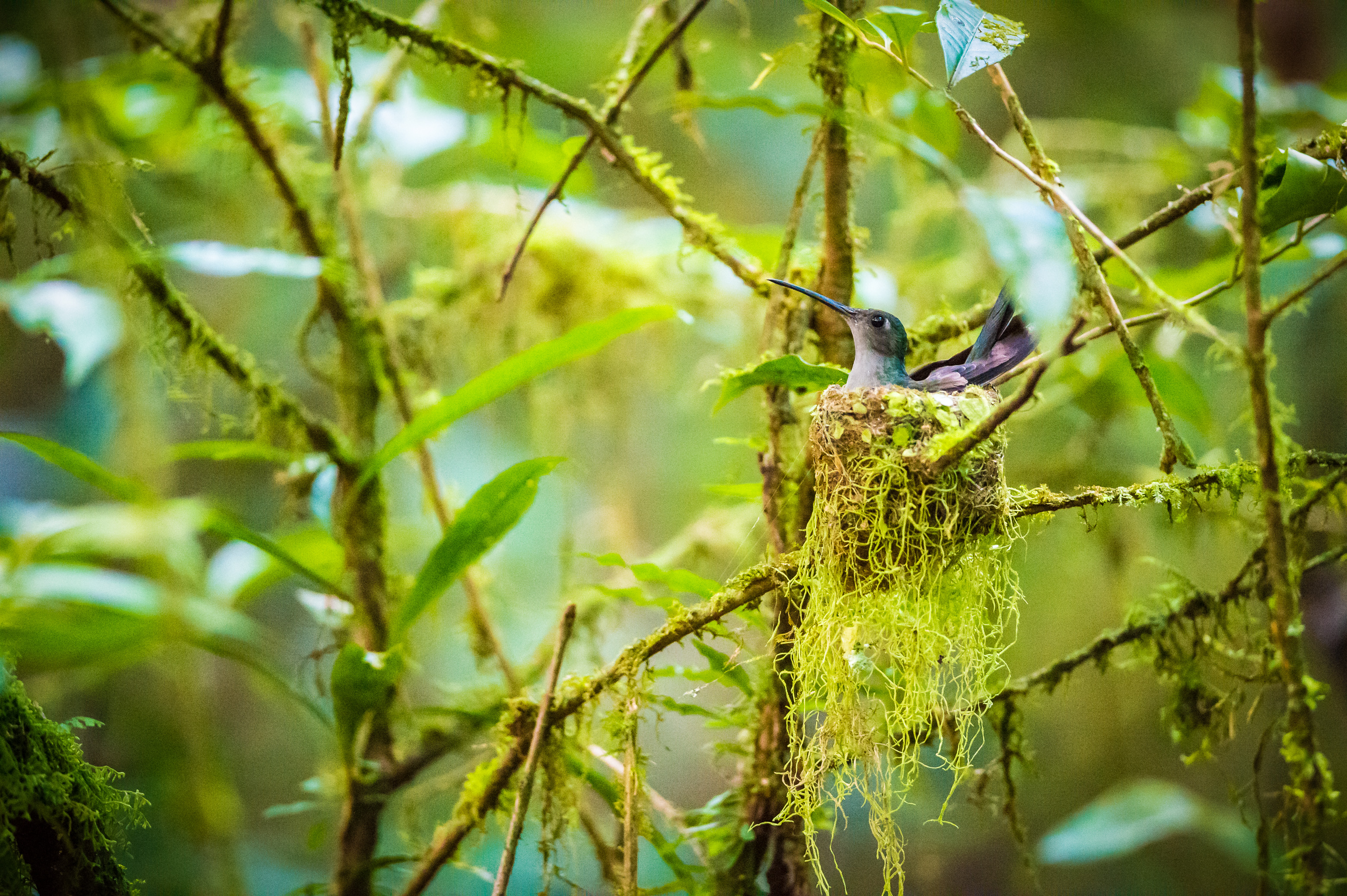 "Chercheurs dans la brume", mission scientifique d'inventaire pluridisciplinaire Itoupé II, au coeur du Parc amazonien de Guyane. Découvrez les reportages parus dans la presse magazine / Photos : Aurélien BRUSINI