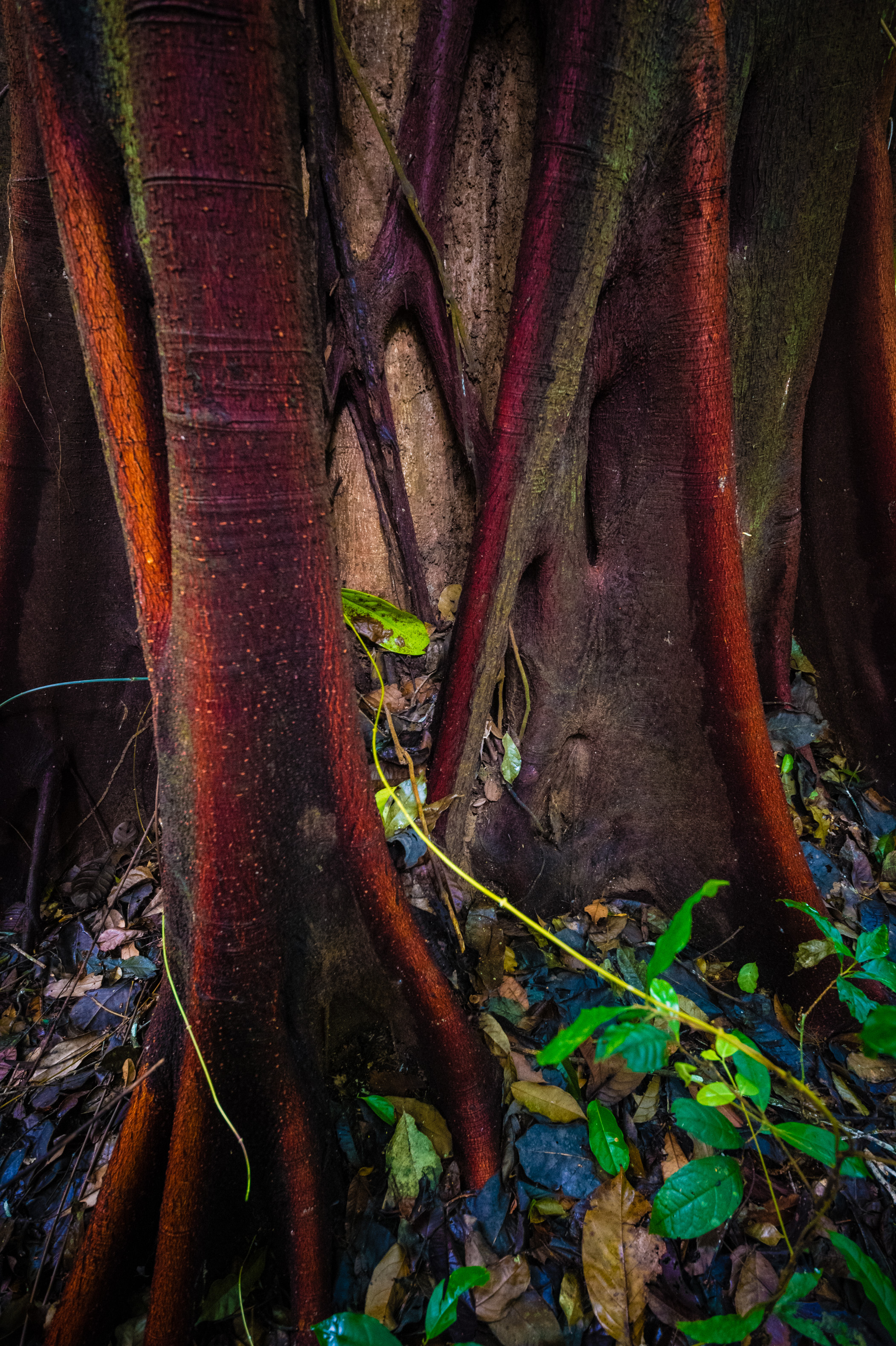 "Chercheurs dans la brume", mission scientifique d'inventaire pluridisciplinaire Itoupé II, au coeur du Parc amazonien de Guyane. Découvrez les reportages parus dans la presse magazine / Photos : Aurélien BRUSINI