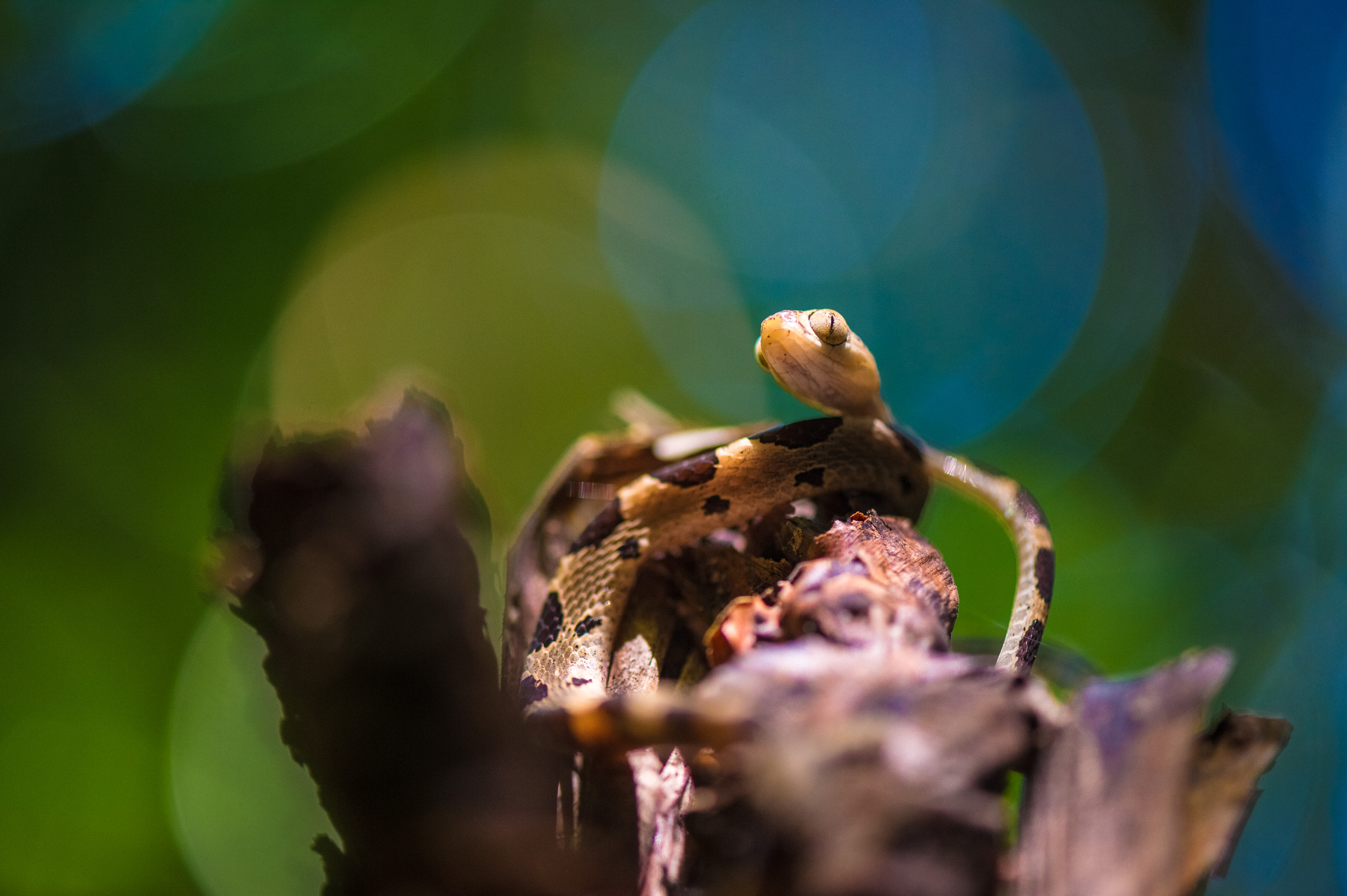 "Chercheurs dans la brume", mission scientifique d'inventaire pluridisciplinaire Itoupé II, au coeur du Parc amazonien de Guyane. Découvrez les reportages parus dans la presse magazine / Photos : Aurélien BRUSINI