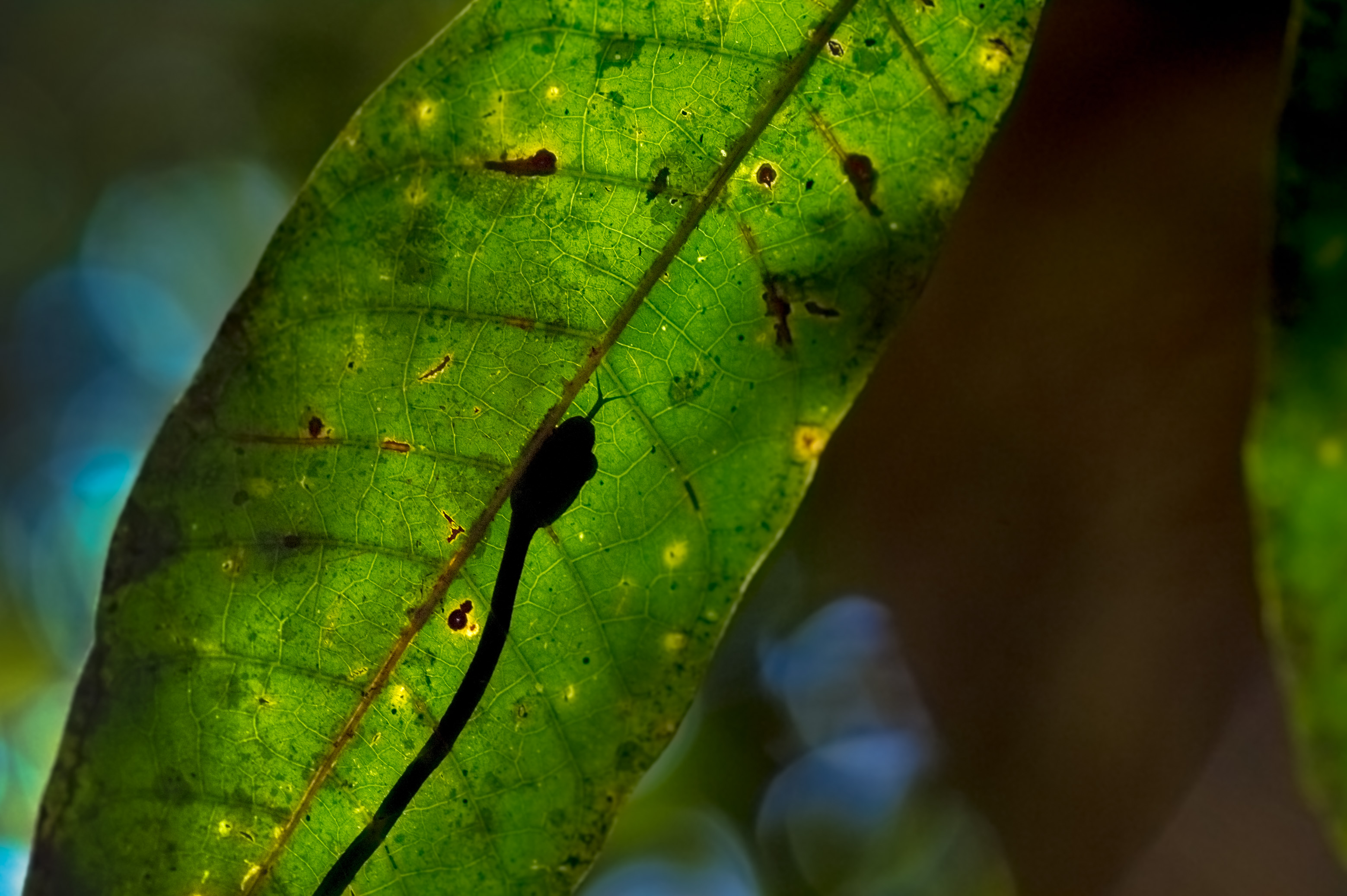 "Chercheurs dans la brume", mission scientifique d'inventaire pluridisciplinaire Itoupé II, au coeur du Parc amazonien de Guyane. Découvrez les reportages parus dans la presse magazine / Photos : Aurélien BRUSINI