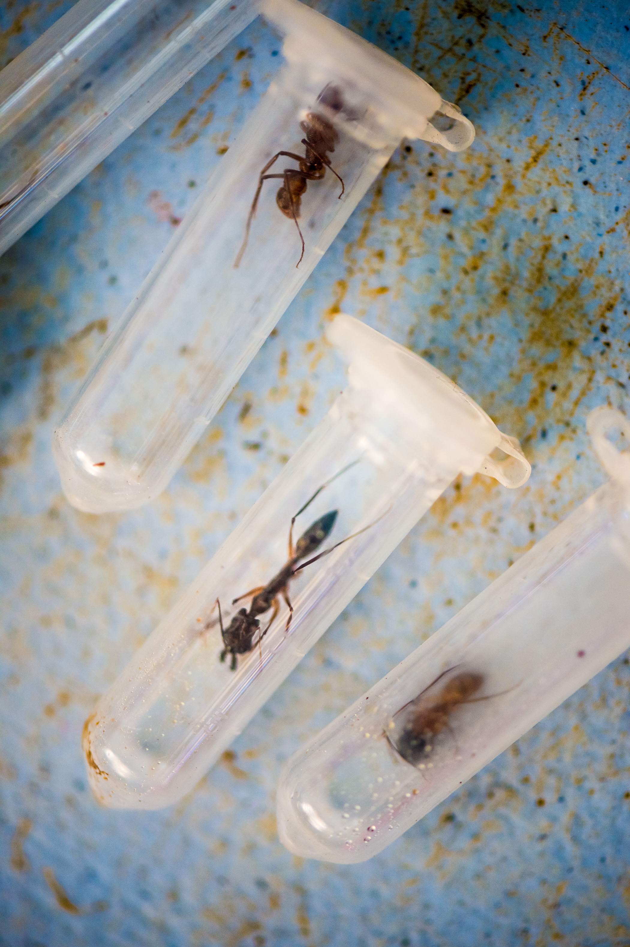 "Chercheurs dans la brume", mission scientifique d'inventaire pluridisciplinaire Itoupé II, au coeur du Parc amazonien de Guyane. Découvrez les reportages parus dans la presse magazine / Photos : Aurélien BRUSINI