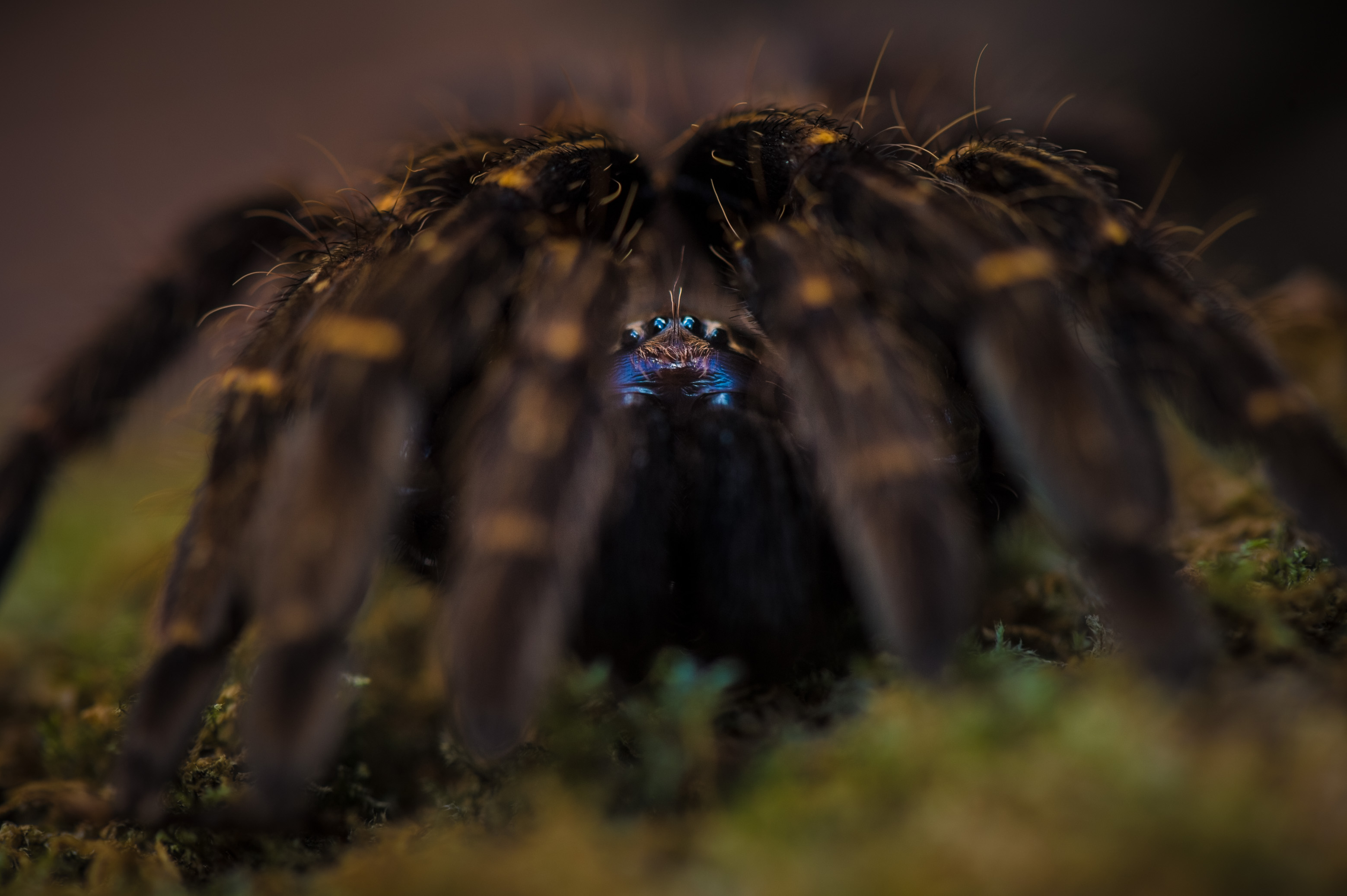 "Chercheurs dans la brume", mission scientifique d'inventaire pluridisciplinaire Itoupé II, au coeur du Parc amazonien de Guyane. Découvrez les reportages parus dans la presse magazine / Photos : Aurélien BRUSINI