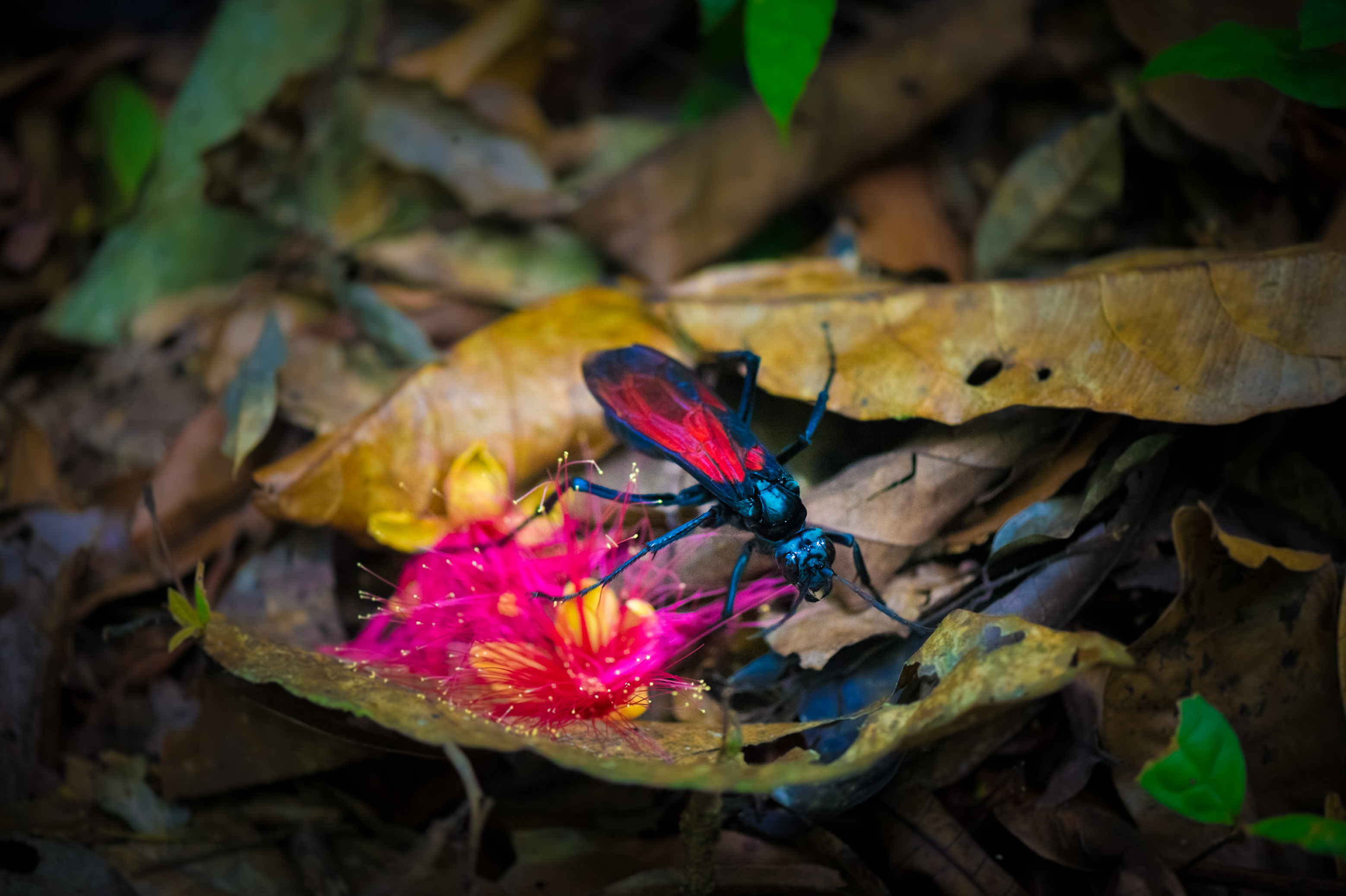 "Chercheurs dans la brume", mission scientifique d'inventaire pluridisciplinaire Itoupé II, au coeur du Parc amazonien de Guyane. Découvrez les reportages parus dans la presse magazine / Photos : Aurélien BRUSINI