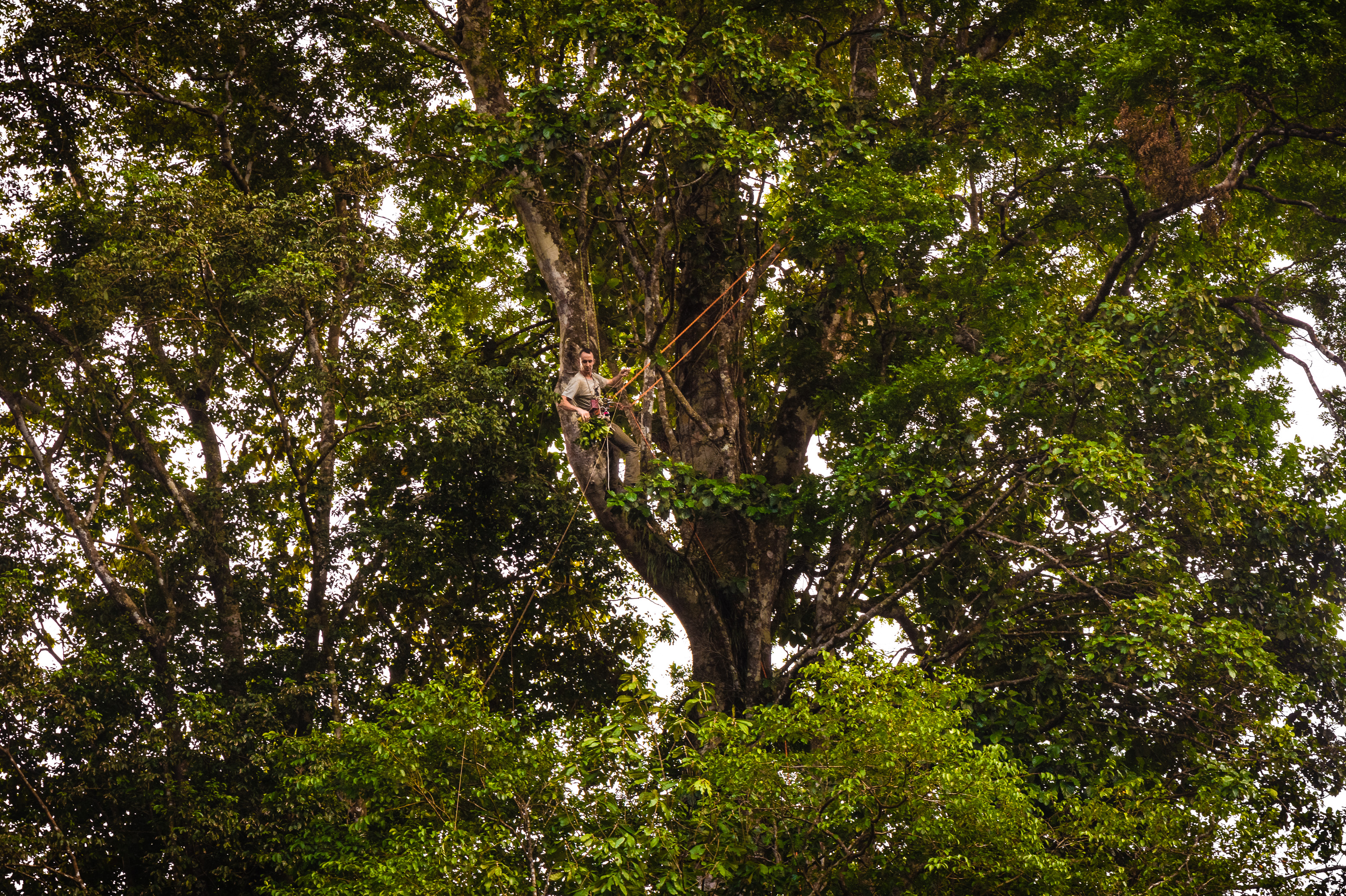 "Chercheurs dans la brume", mission scientifique d'inventaire pluridisciplinaire Itoupé II, au coeur du Parc amazonien de Guyane. Découvrez les reportages parus dans la presse magazine / Photos : Aurélien BRUSINI