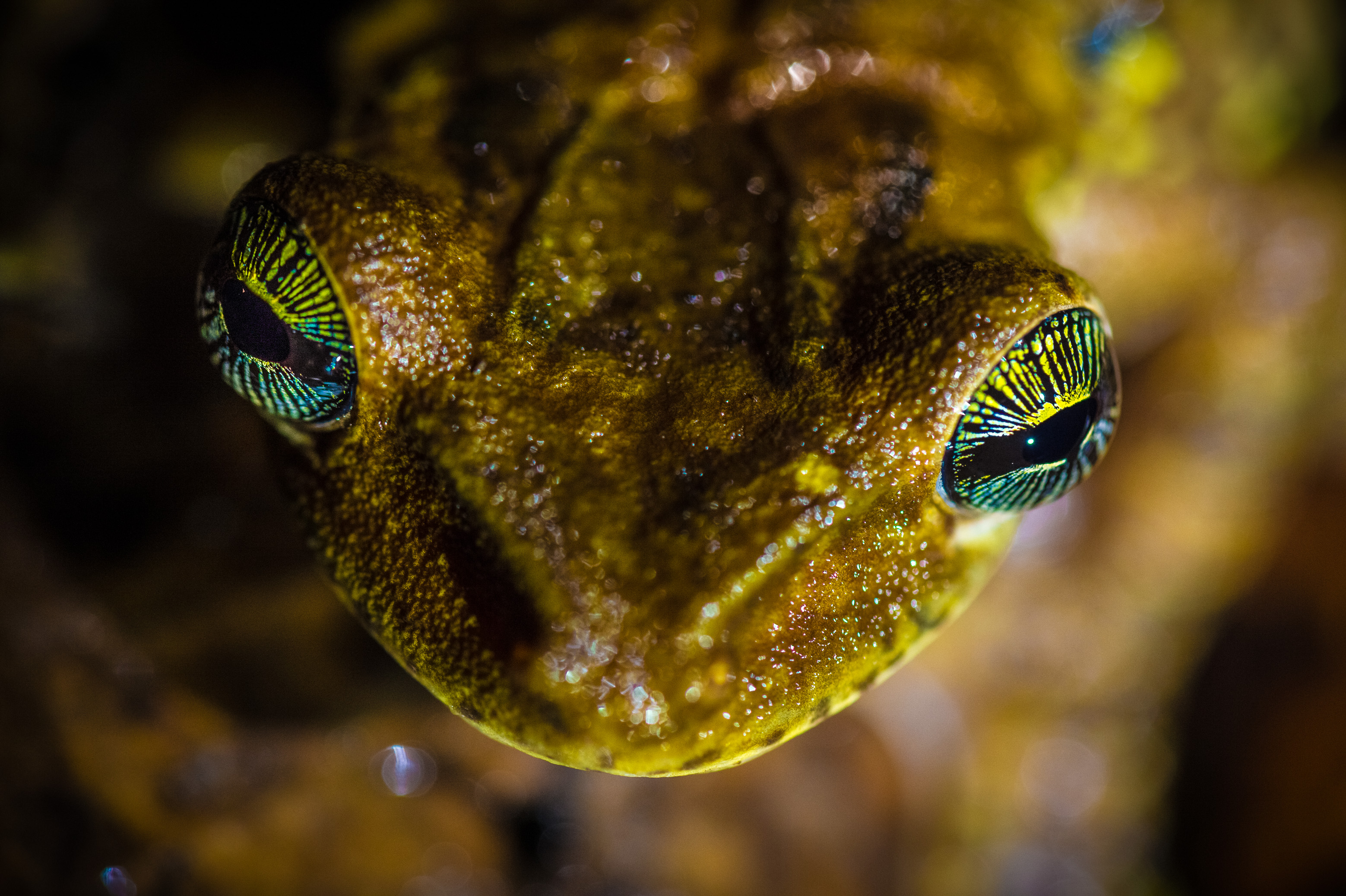 "Chercheurs dans la brume", mission scientifique d'inventaire pluridisciplinaire Itoupé II, au coeur du Parc amazonien de Guyane. Découvrez les reportages parus dans la presse magazine / Photos : Aurélien BRUSINI