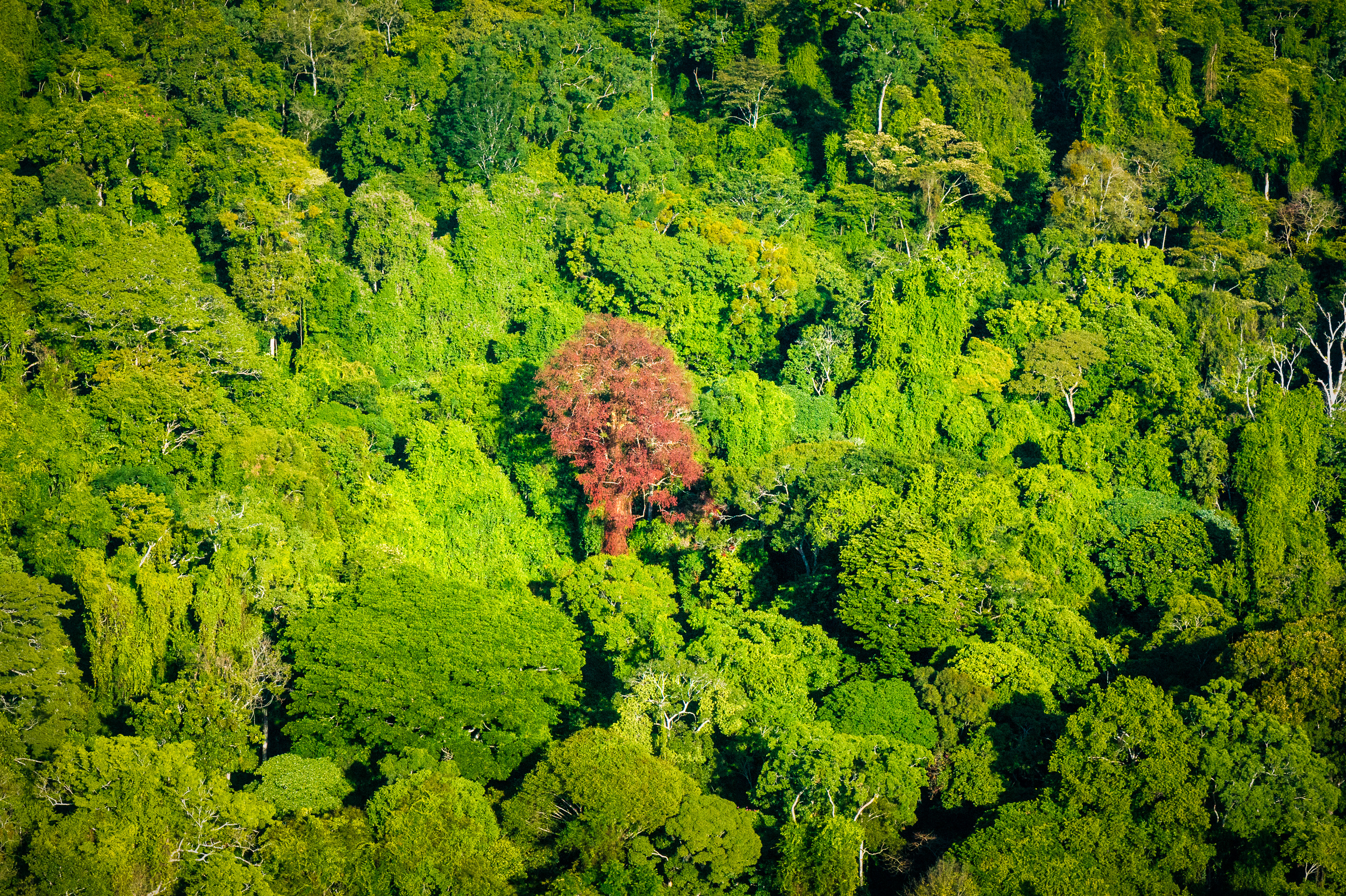 "Chercheurs dans la brume", mission scientifique d'inventaire pluridisciplinaire Itoupé II, au coeur du Parc amazonien de Guyane. Découvrez les reportages parus dans la presse magazine / Photos : Aurélien BRUSINI