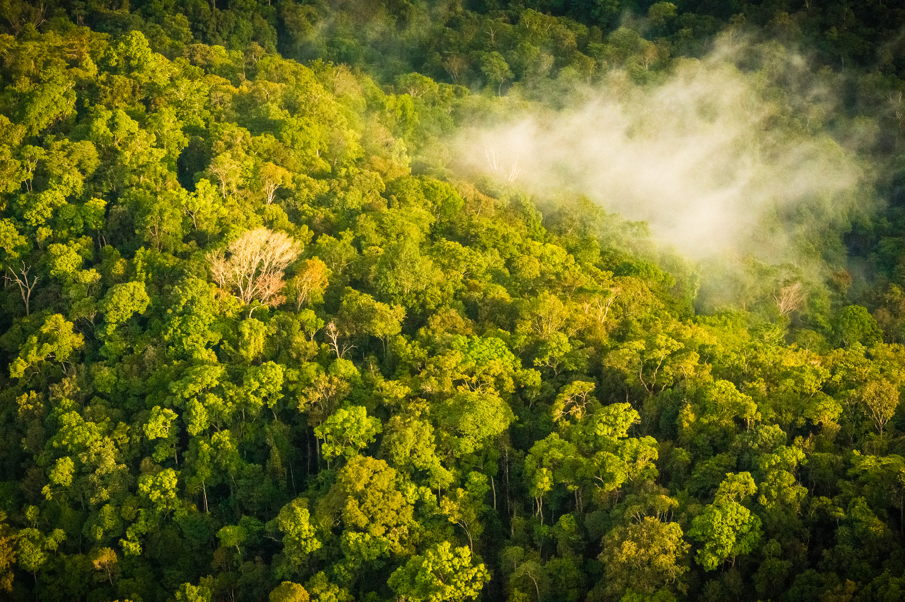 "Chercheurs dans la brume", mission scientifique d'inventaire pluridisciplinaire Itoupé II, au coeur du Parc amazonien de Guyane. Découvrez les reportages parus dans la presse magazine / Photos : Aurélien BRUSINI