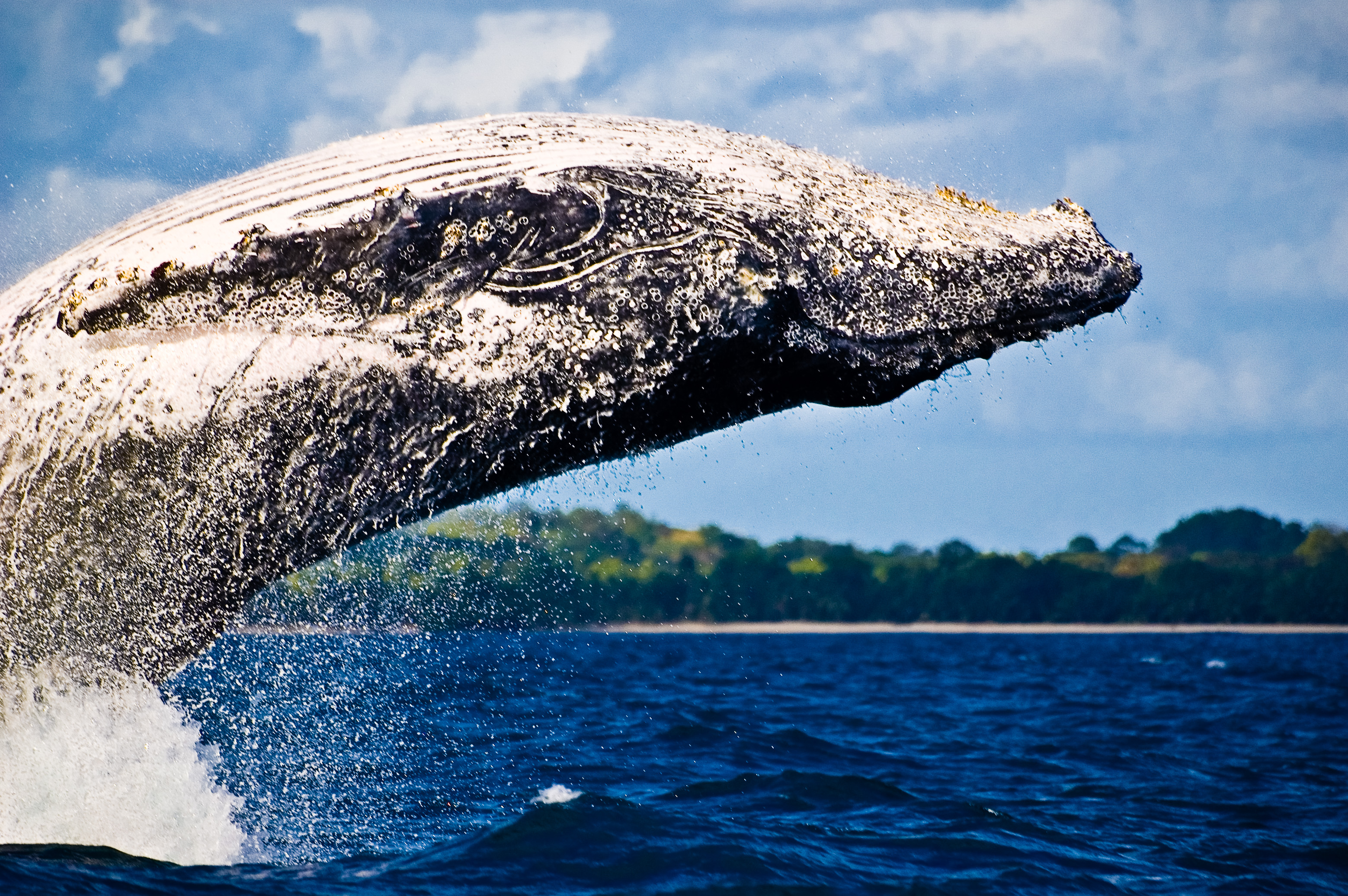 Grand écart entre les Tsingy de Bemaraha et la côte Est, lors du passage des baleines à bosse / Photos : Aurélien BRUSINI