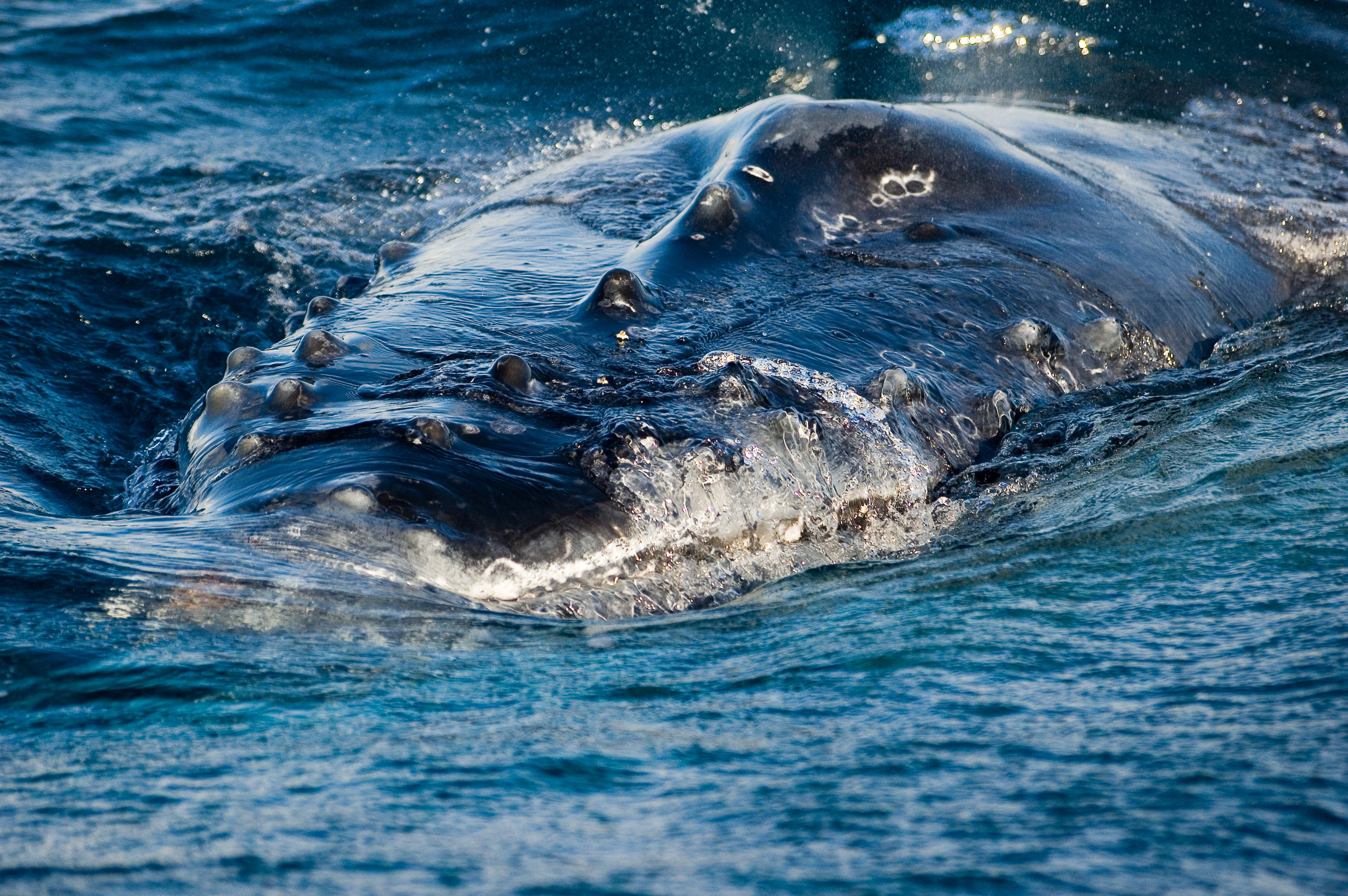 Grand écart entre les Tsingy de Bemaraha et la côte Est, lors du passage des baleines à bosse / Photos : Aurélien BRUSINI