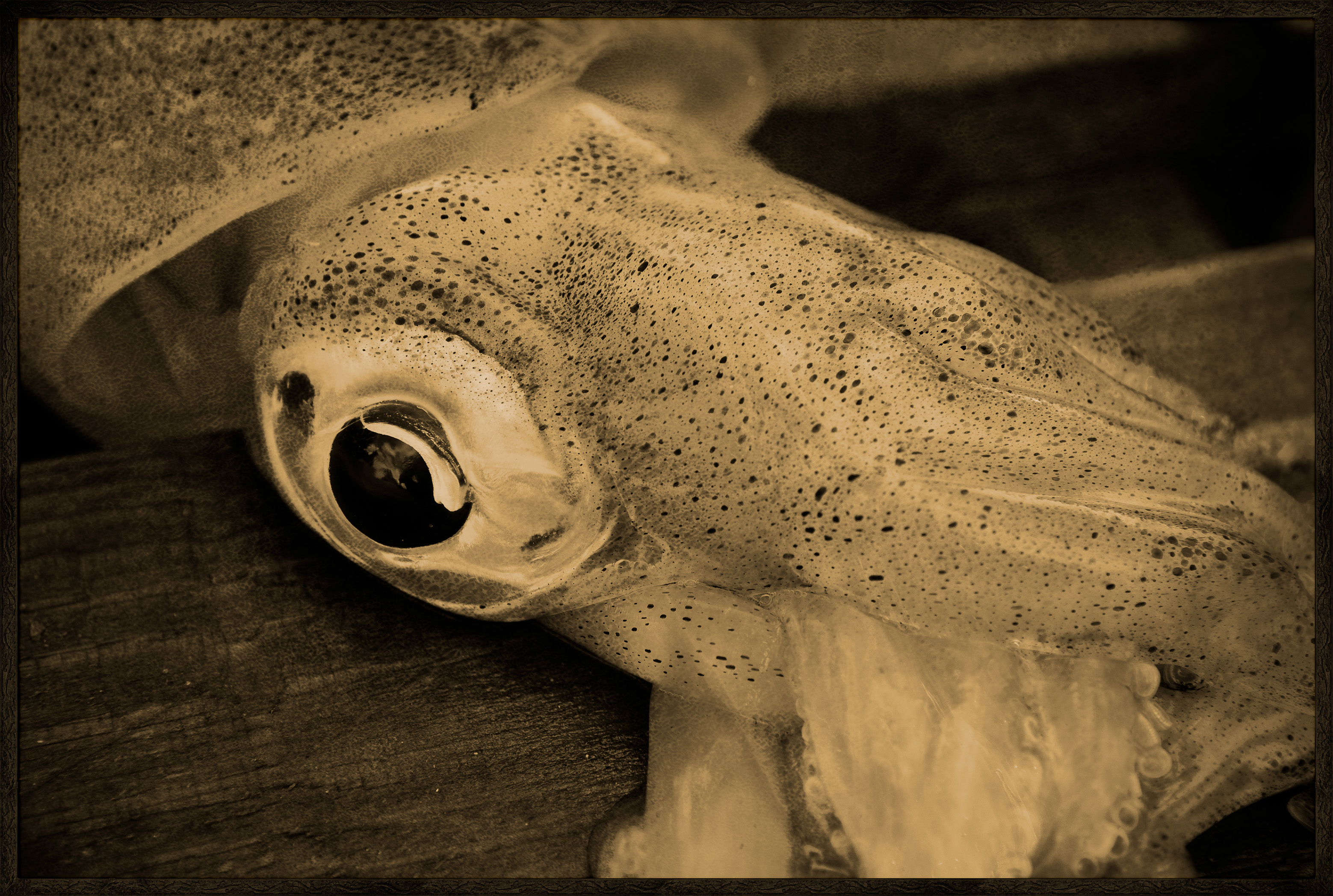Seychelles, océan Indien, île de Mahé, Pointe Larue, portrait d'une seiche au marché aux poissons local de Pointe Larue, vue créative // Seychelles, Indian Ocean, Mahe Island, Pointe Larue, portrait of a squid, local fish market at Pointe Larue, creative view