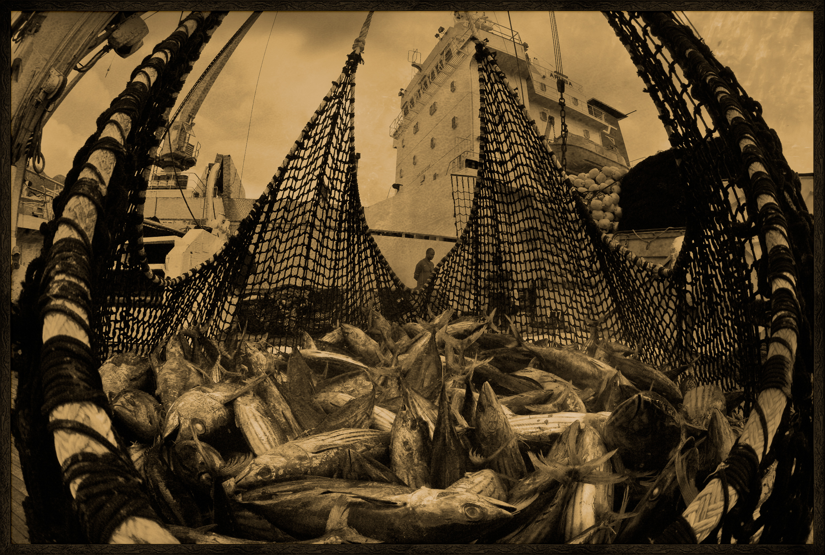 Seychelles, océan Indien, île de Mahé, Victoria, nasse pleine de thons lors du chargement de la cargaison de thon à bord d'un cargo de fret sur le port de Victoria, premier port de transbordement de thon de l'océan Indien, vue créative, MR-PR non // Seychelles, Indian Ocean, Mahe Island, Victoria, trap full of tuna loading cargo aboard a cargo freighter in the port of Victoria, the first tuna transhipment port in the Indian Ocean, creative view, MR-PR no