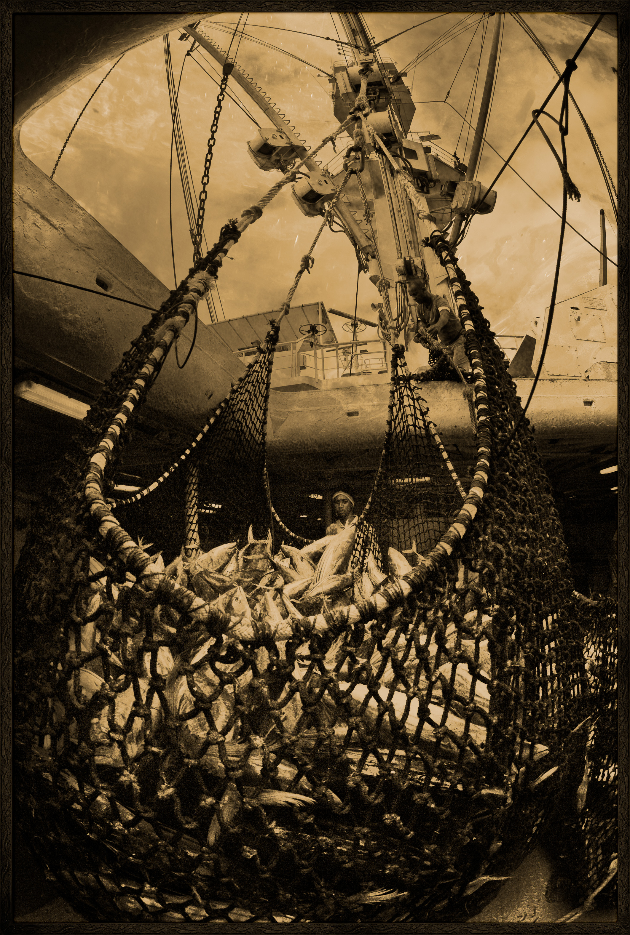 Seychelles, océan Indien, île de Mahé, Victoria, nasse pleine de thons lors du chargement de la cargaison de thon à bord d'un cargo de fret sur le port de Victoria, premier port de transbordement de thon de l'océan Indien, vue créative, MR-PR non // Seychelles, Indian Ocean, Mahe Island, Victoria, trap full of tuna loading cargo aboard a cargo freighter in the port of Victoria, the first tuna transhipment port in the Indian Ocean, creative view, MR-PR no