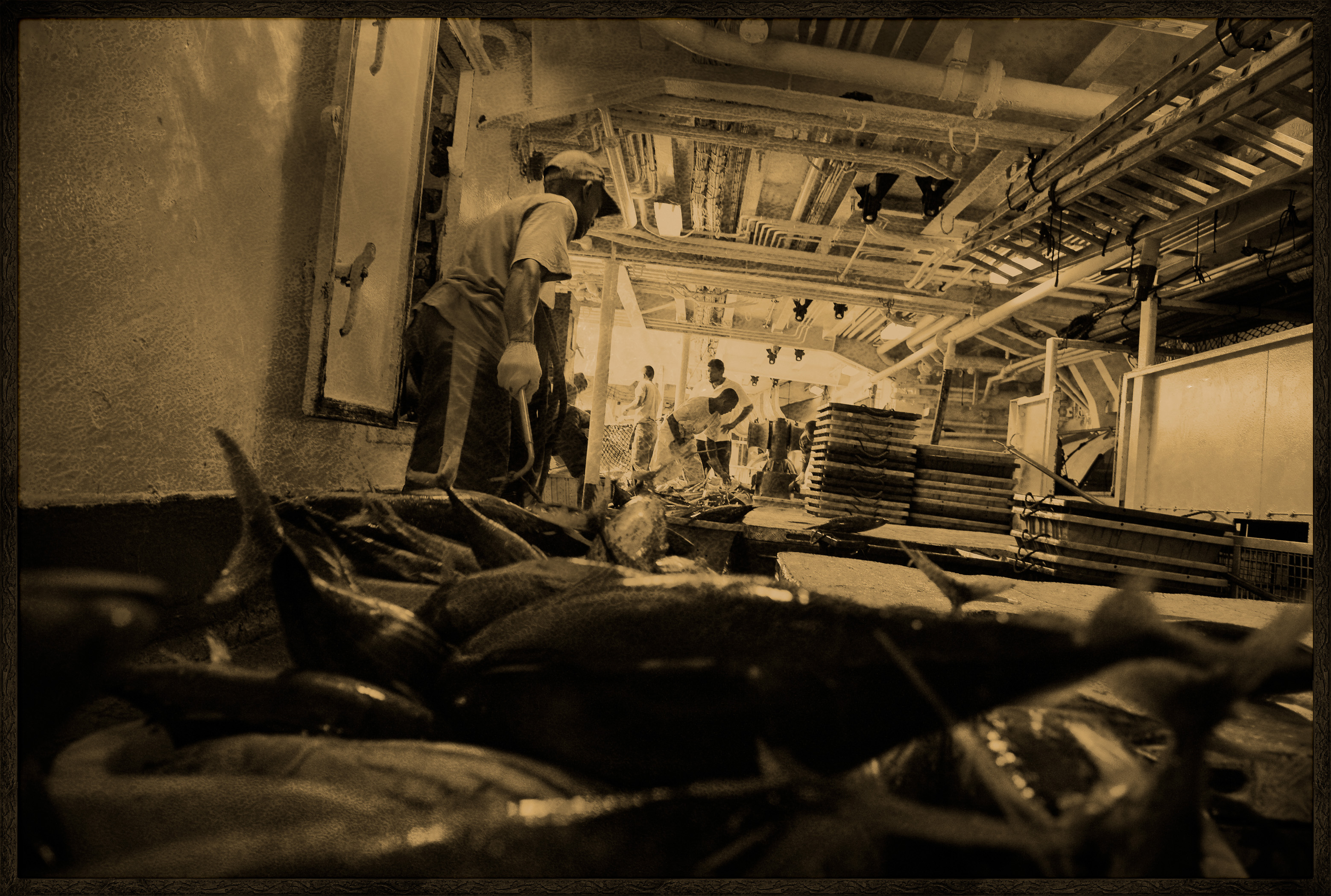 Seychelles, océan Indien, île de Mahé, Victoria, chargement de cargaison de thon à bord d'un cargo de fret sur le port de Victoria, premier port de transbordement de thon de l'océan Indien, vue créative, MR-PR non // Seychelles, Indian Ocean, Mahe Island, Victoria, cargo loading on board a tuna freight cargo in the port of Victoria, the first Indian Ocean tuna transhipment port, creative view, MR-PR no