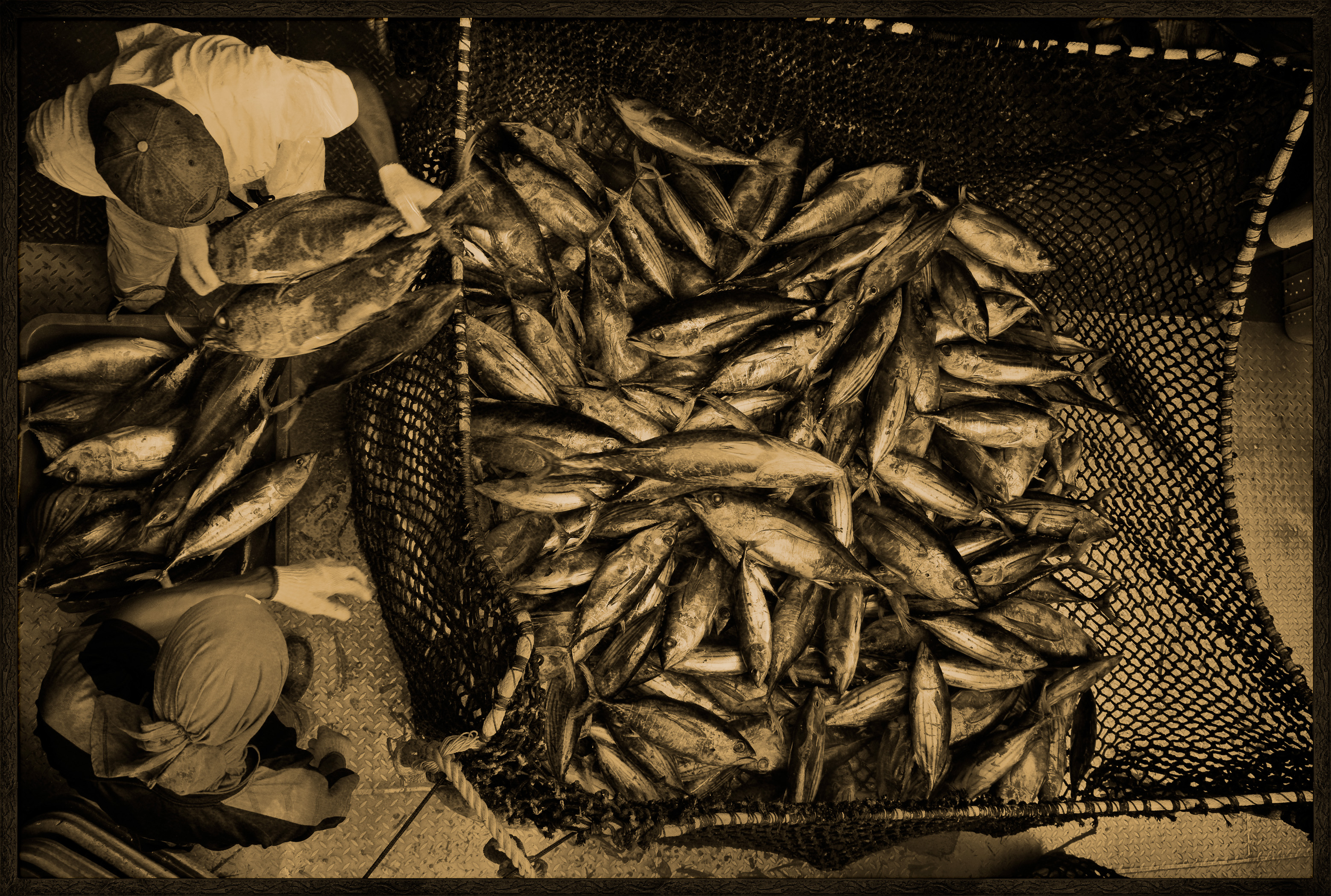 Seychelles, océan Indien, île de Mahé, Victoria, nasse pleine de thons lors du chargement de la cargaison de thon à bord d'un cargo de fret sur le port de Victoria, premier port de transbordement de thon de l'océan Indien, vue créative, vue de dessus, MR-PR non // Seychelles, Indian Ocean, Mahe Island, Victoria, trap full of tuna loading cargo aboard a cargo freighter in the port of Victoria, the first tuna transhipment port in the Indian Ocean, creative view, top view, MR-PR no
